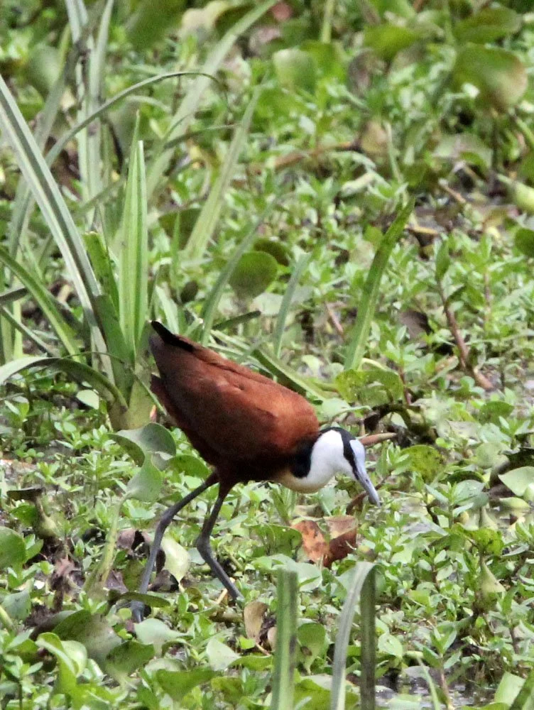 African Jacana - Actophilornis africanus - Murchison Falls NP Uganda (4).JPG