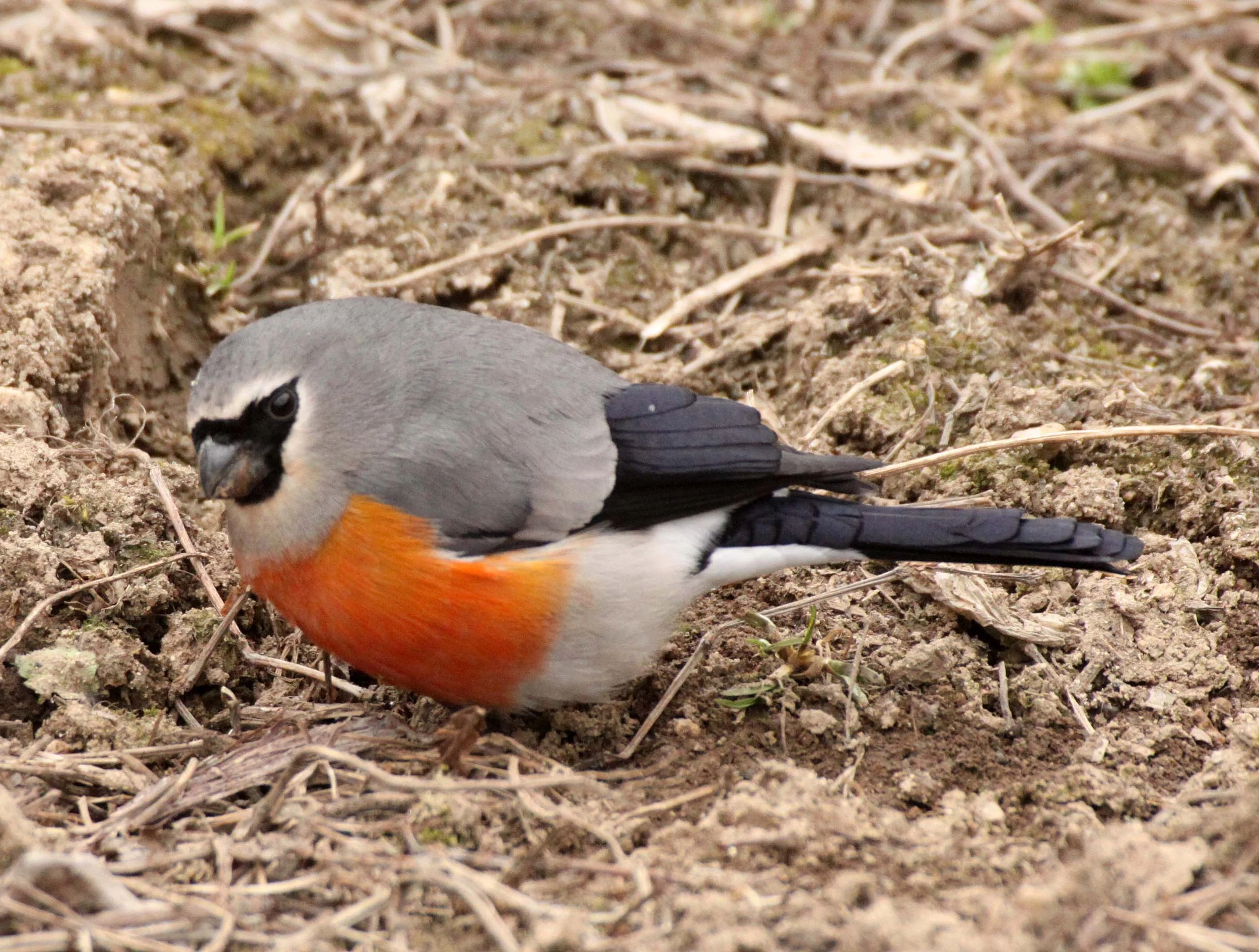 Grey-headed Bullfinch (Pyrrhula erythaca) foping Nature Reserve, Shaanxi China (10).JPG