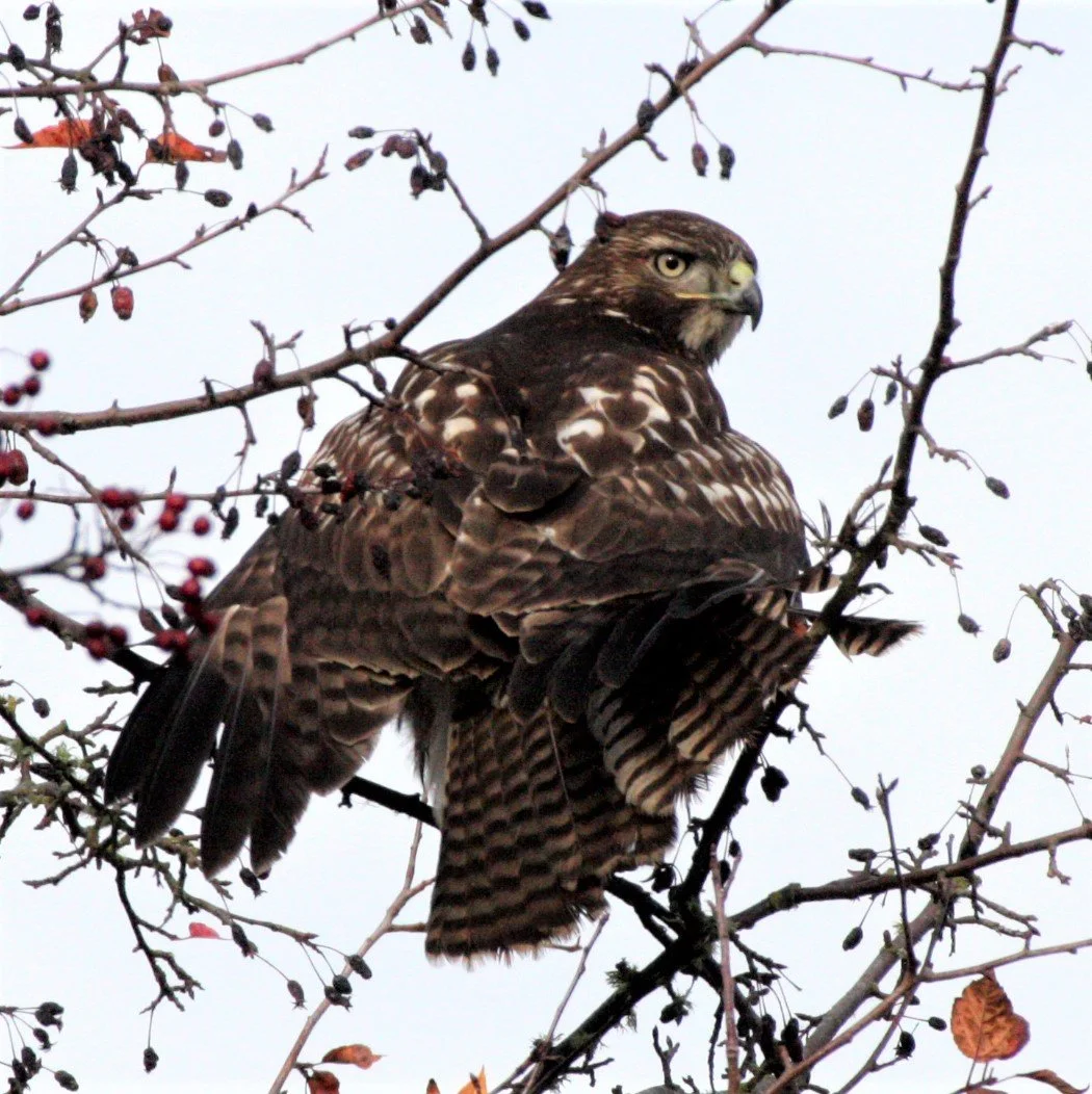 Buteo jamaicensis - RED-TAILED HAWK - JAMESTOWN WA aa.jpg