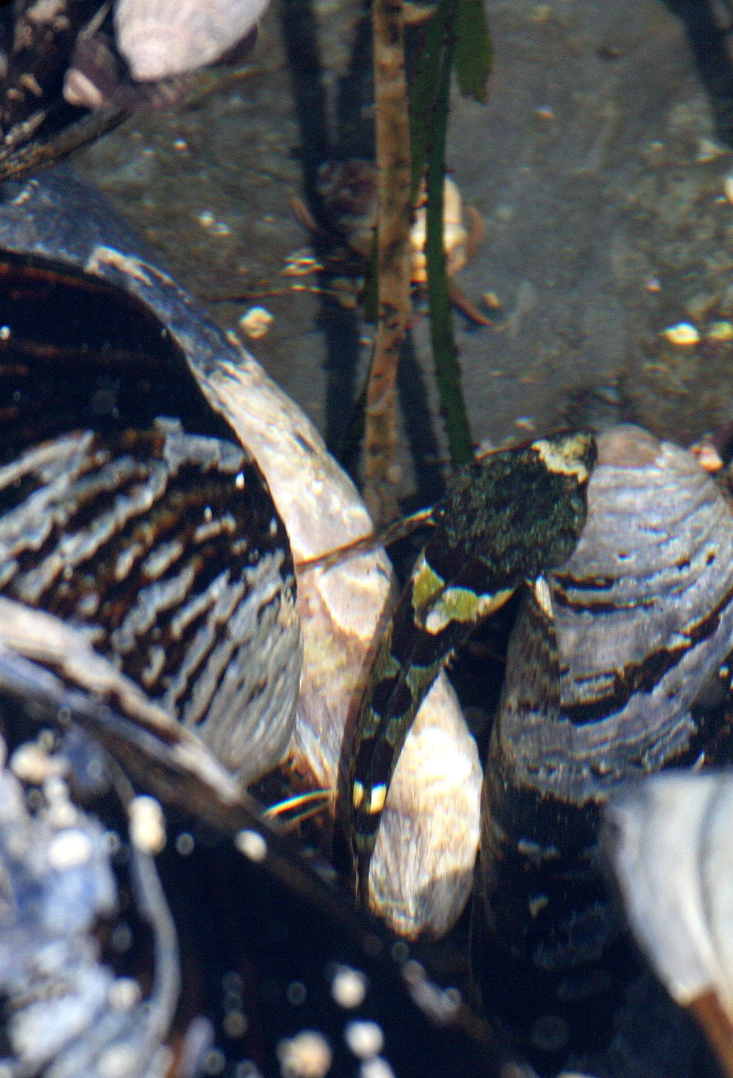 FISH - SCULPIN SPECIES A - TONGUE POINT WA (2).JPG
