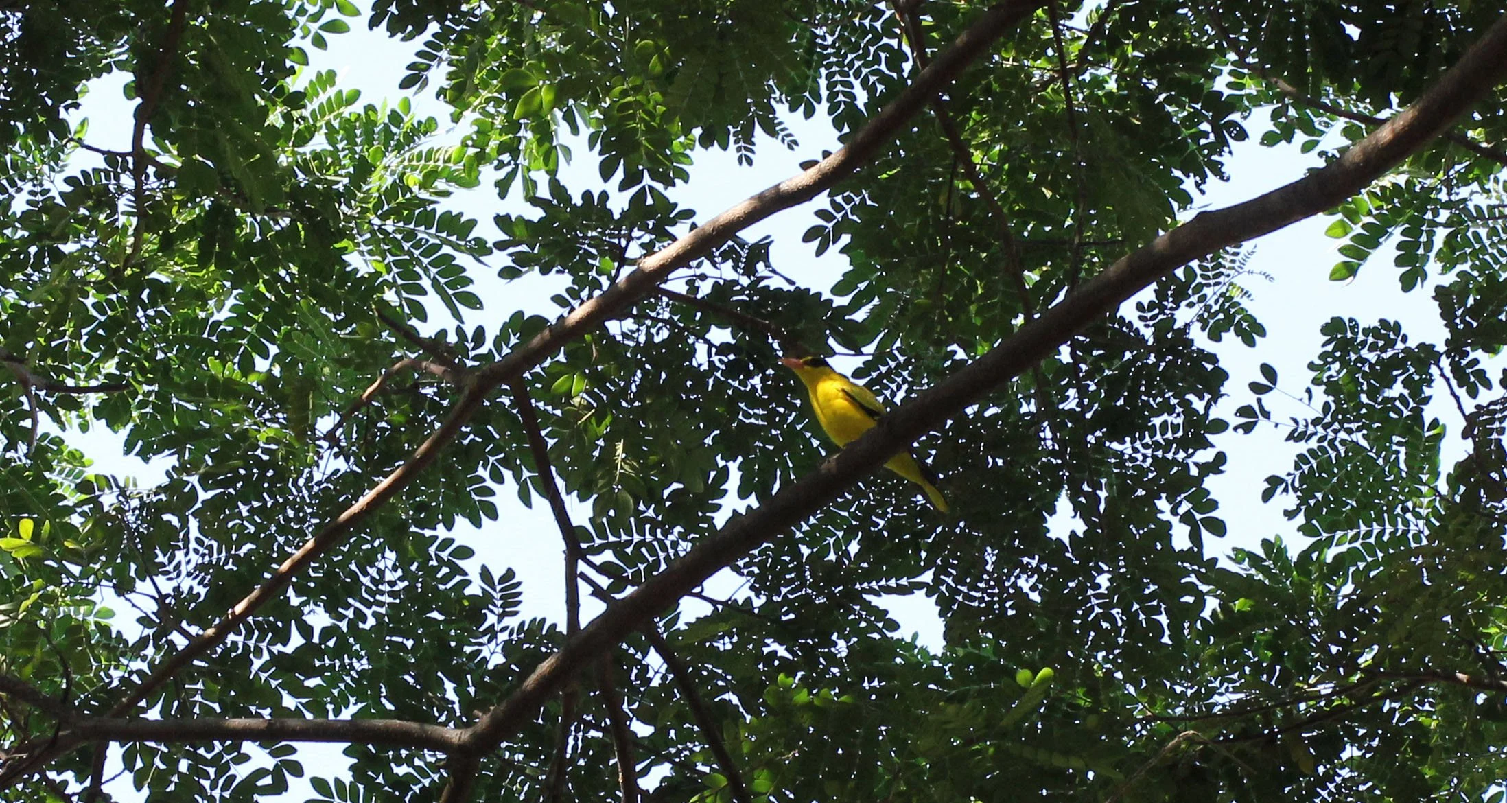 Black-napped Oriole (Oriolus chinensis) Nonthaburi Thailand (8).JPG