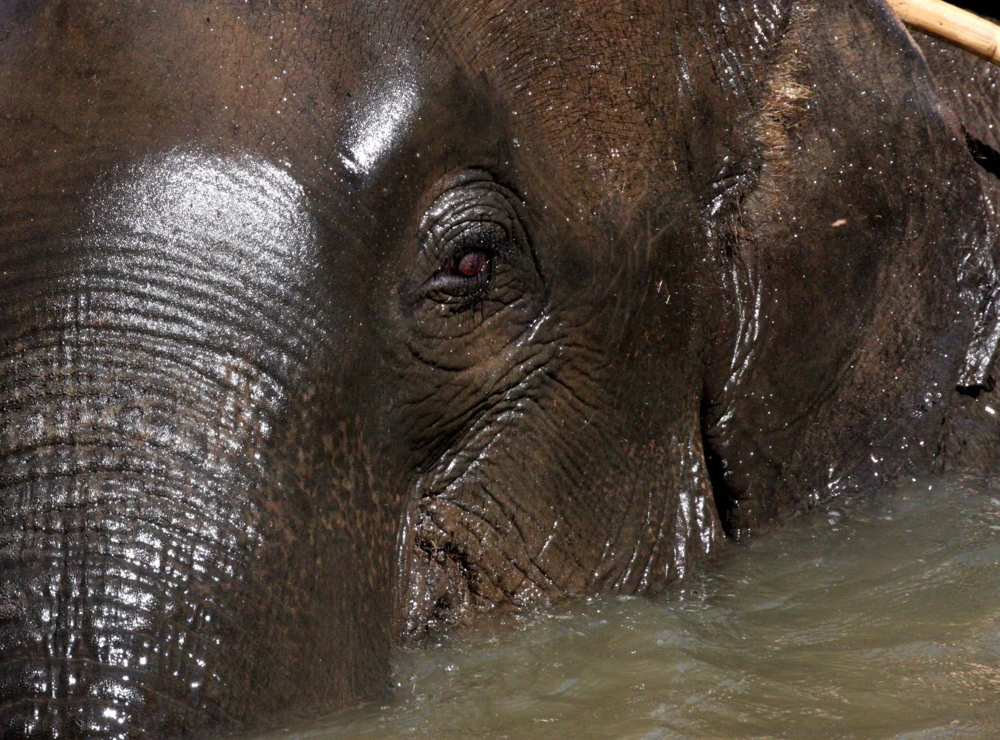 2008 Lampang City & Elephant Center (86).JPG