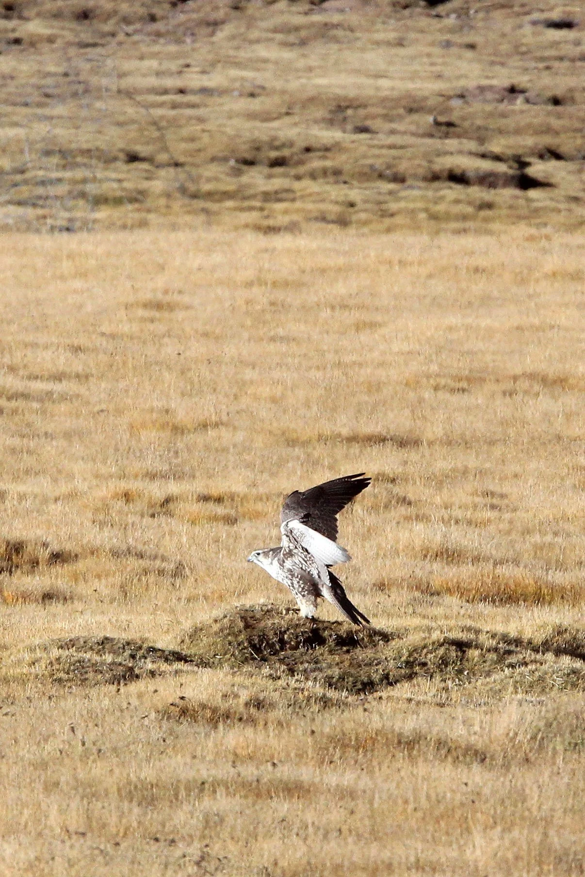 Buteo hemilasius - UPLAND BUZZARD - KEKEXILI NATIONAL RESERVE - QINGHAI PROVINCE - EASTERN SECTOR (36).JPG