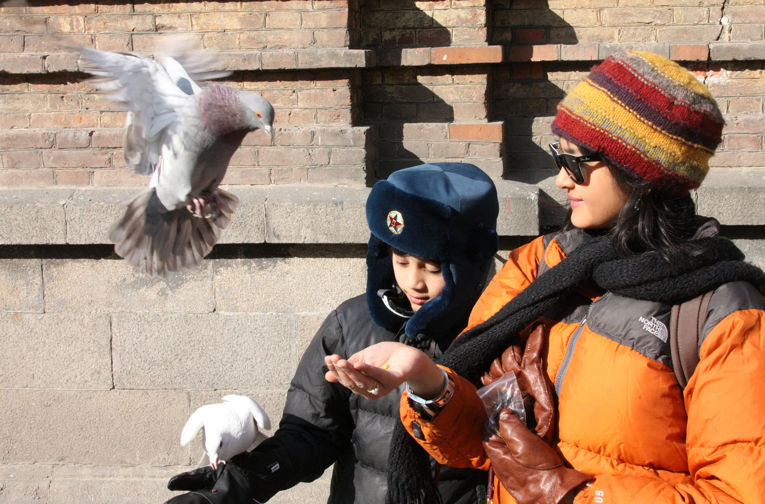BIRD - PIGEON - HARBIN SAINT SOPHIA'S CATHEDRAL CHINA (41).JPG