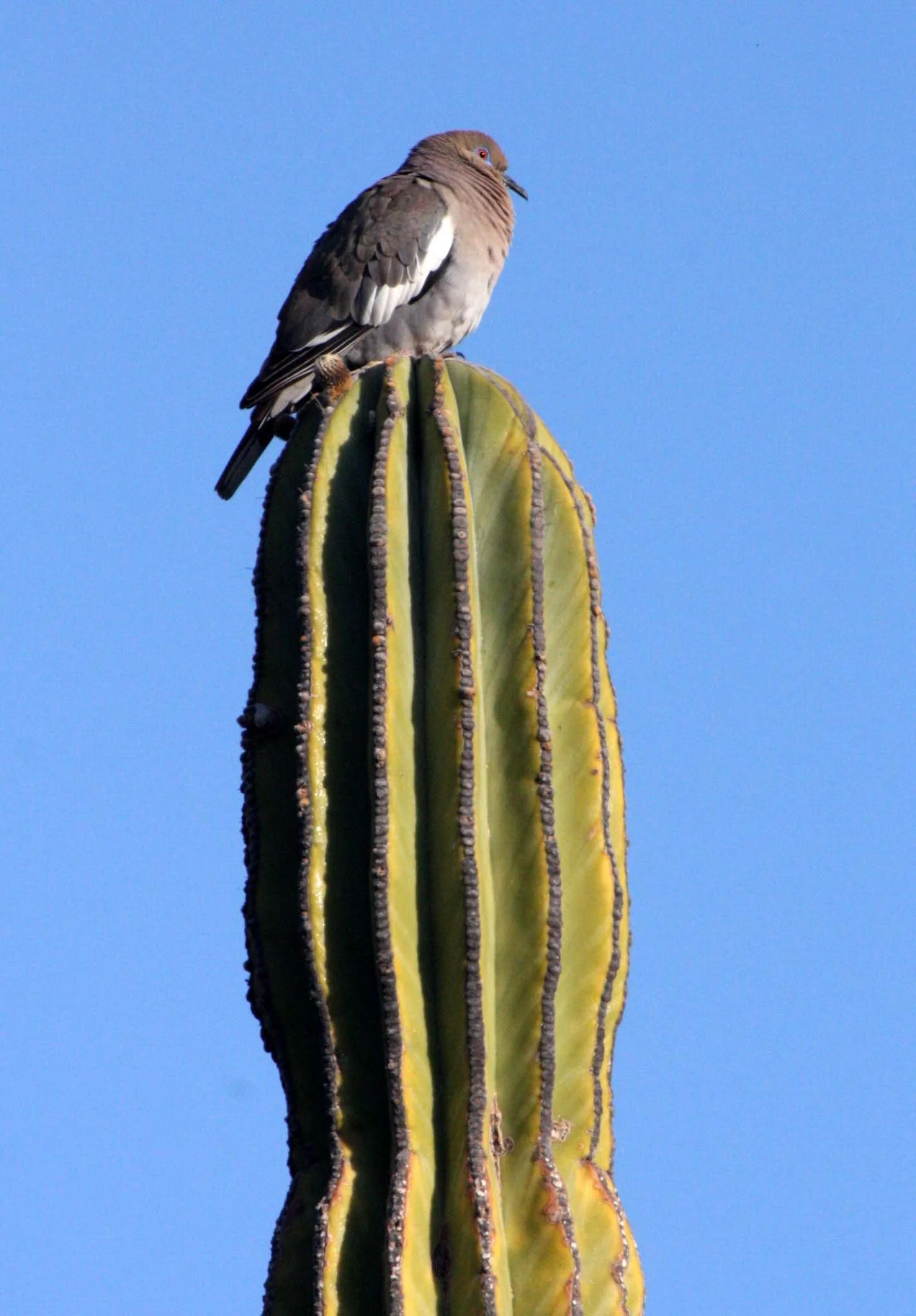 White-winged Dove (Zenaida asiatica) Isla Santa Catalina Baja Mexico (7).JPG