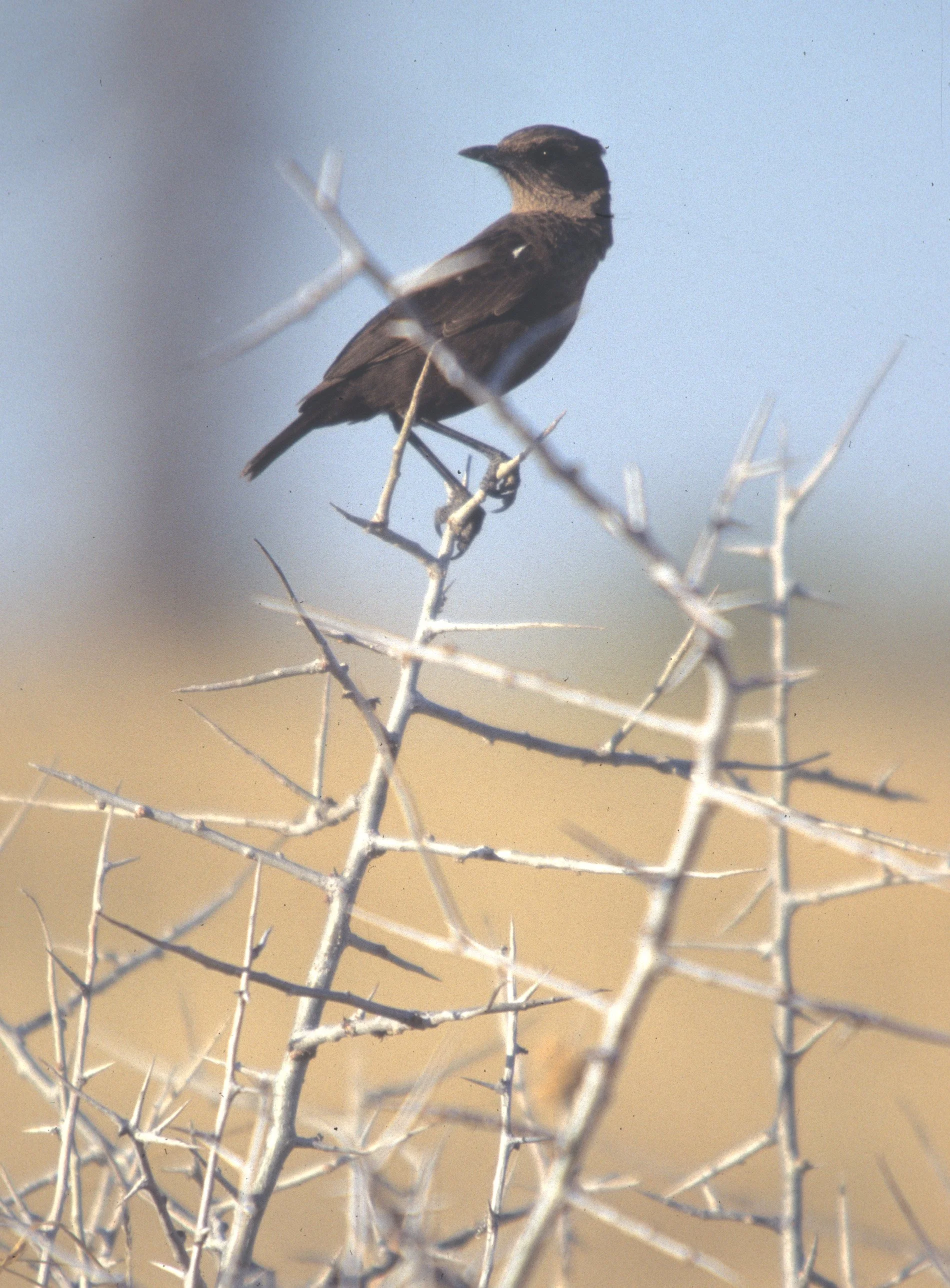 BIRDS - ANTEATING CHAT - KALAHARI B.jpg