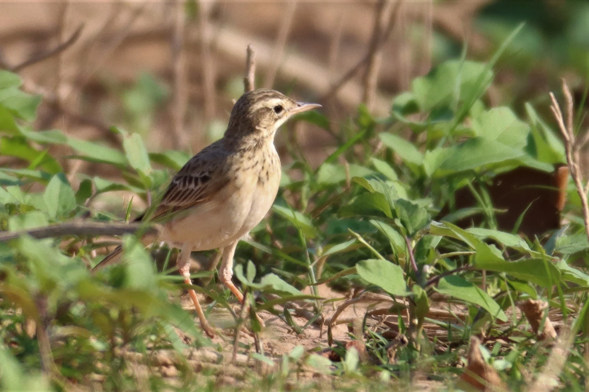Paddyfield Pipit (Anthus rufulus) LUMTAKONG LAKE PAK CHONG (3).jpg
