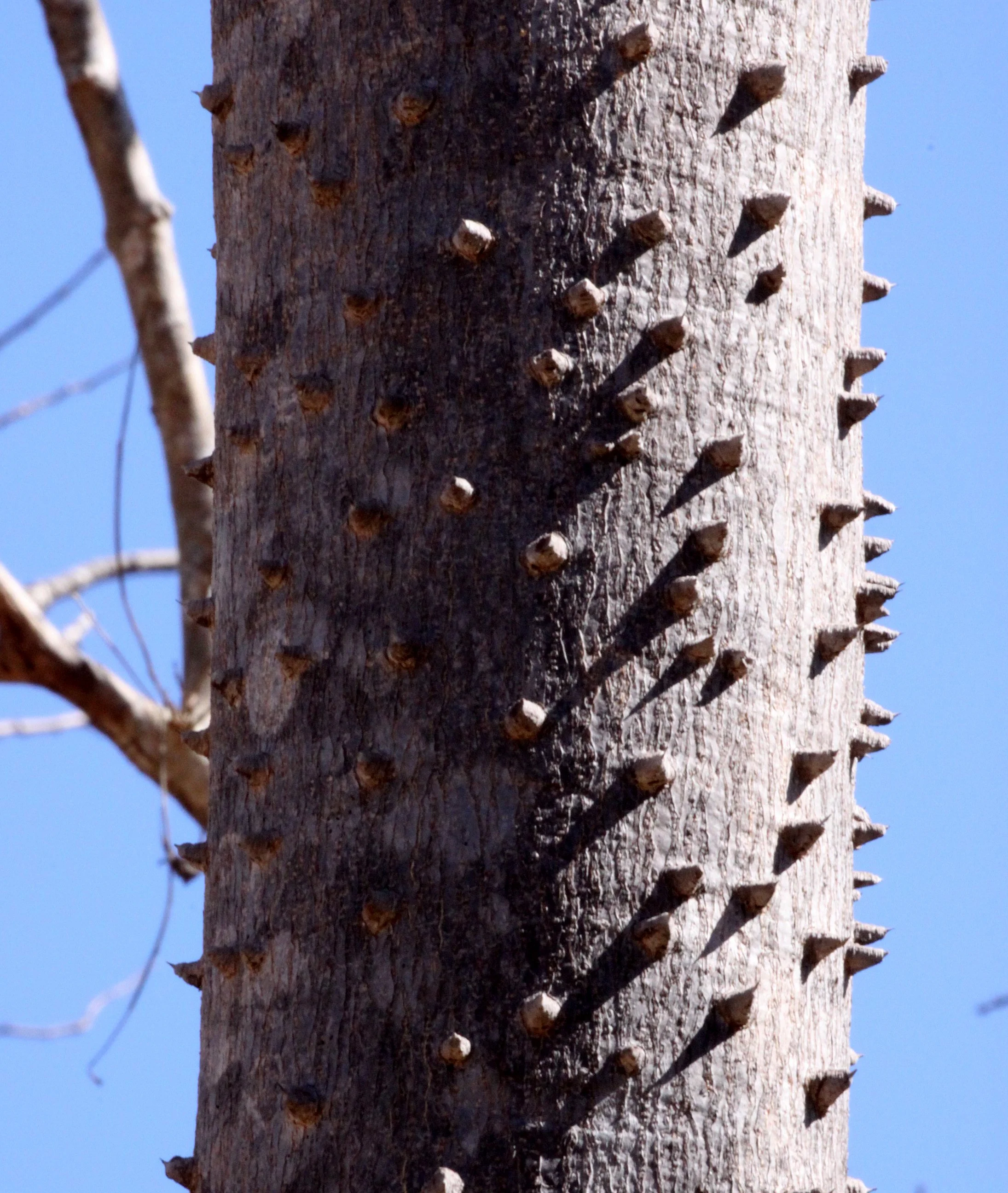 PLANT - SPECIES - KIRINDY NATIONAL PARK - MADAGASCAR (3).JPG