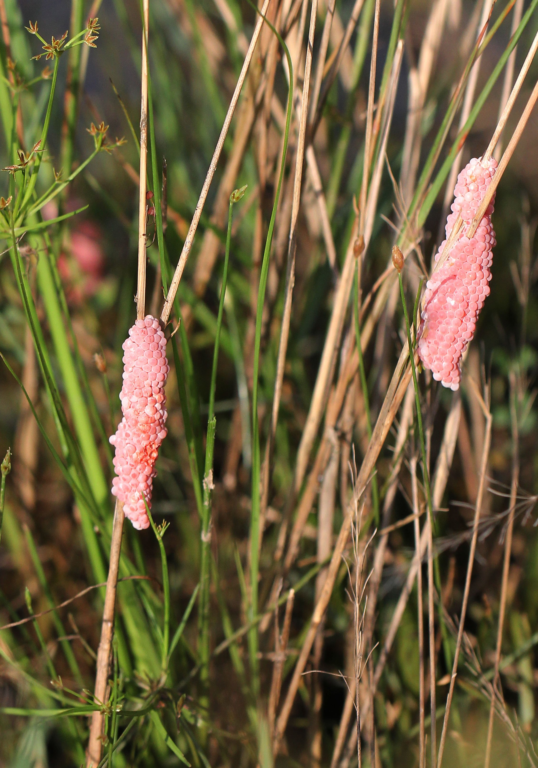 2015 Koh Lanta October Break Trip  (66).JPG