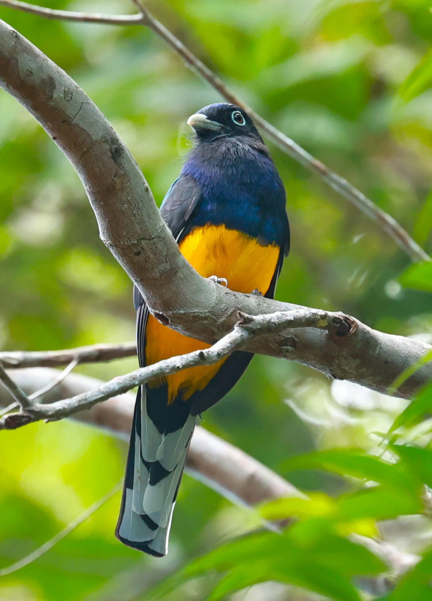 Trogon - Green-backed Trogon - Trogon viridis - Illeus, Bahia Brazil, Una Township Area (18).JPG