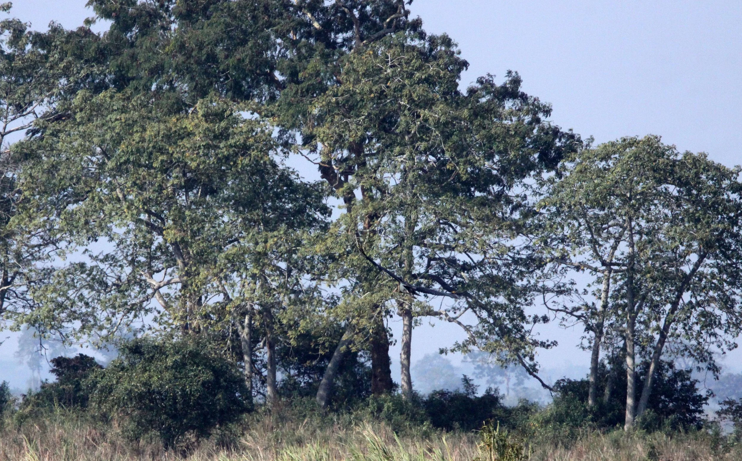 Kaziranga National Park, Assam