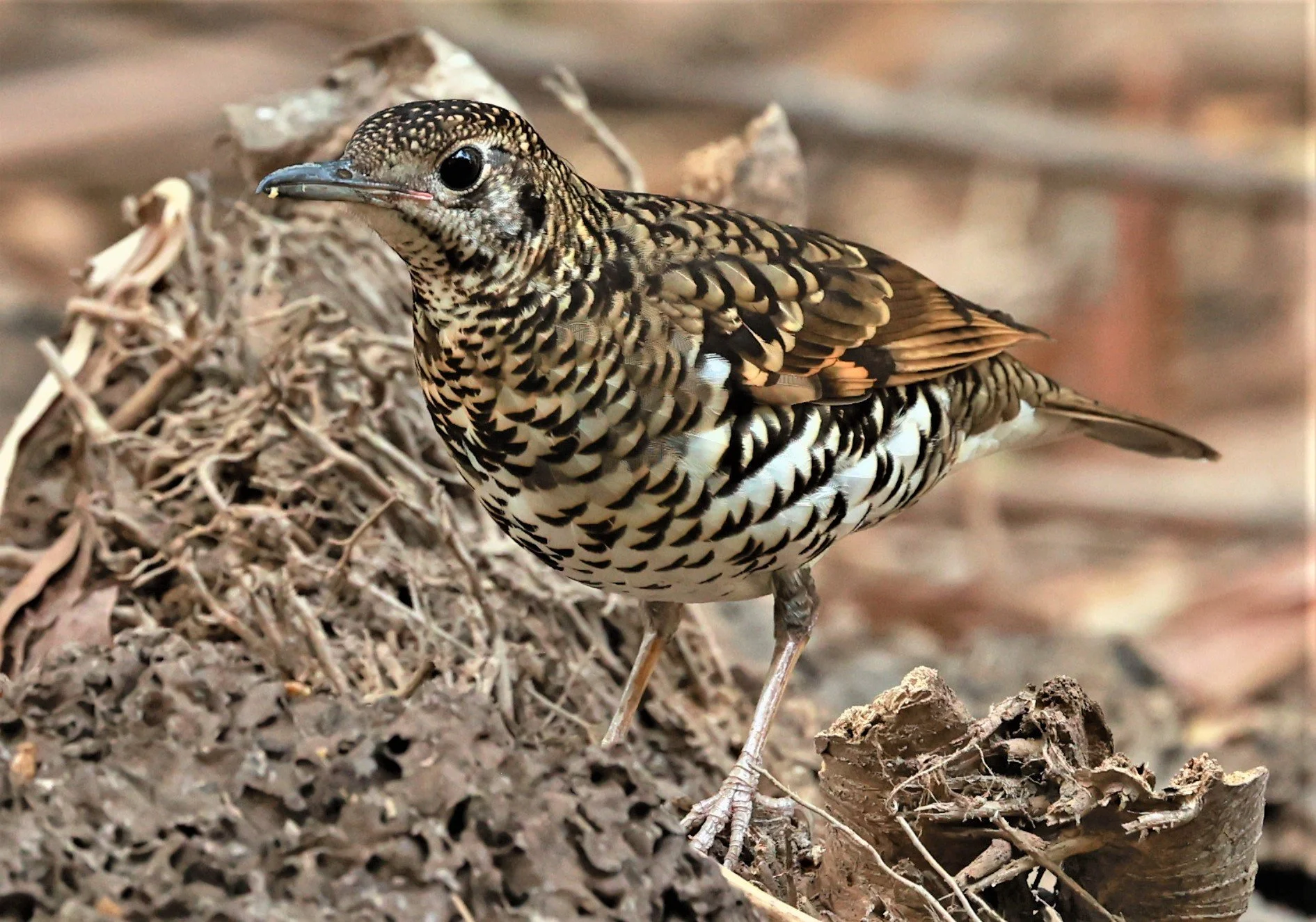 White's Thrush (Zoothera aurea) Putthamonthon Park Nakhon Pathom Thailand (178).jpg