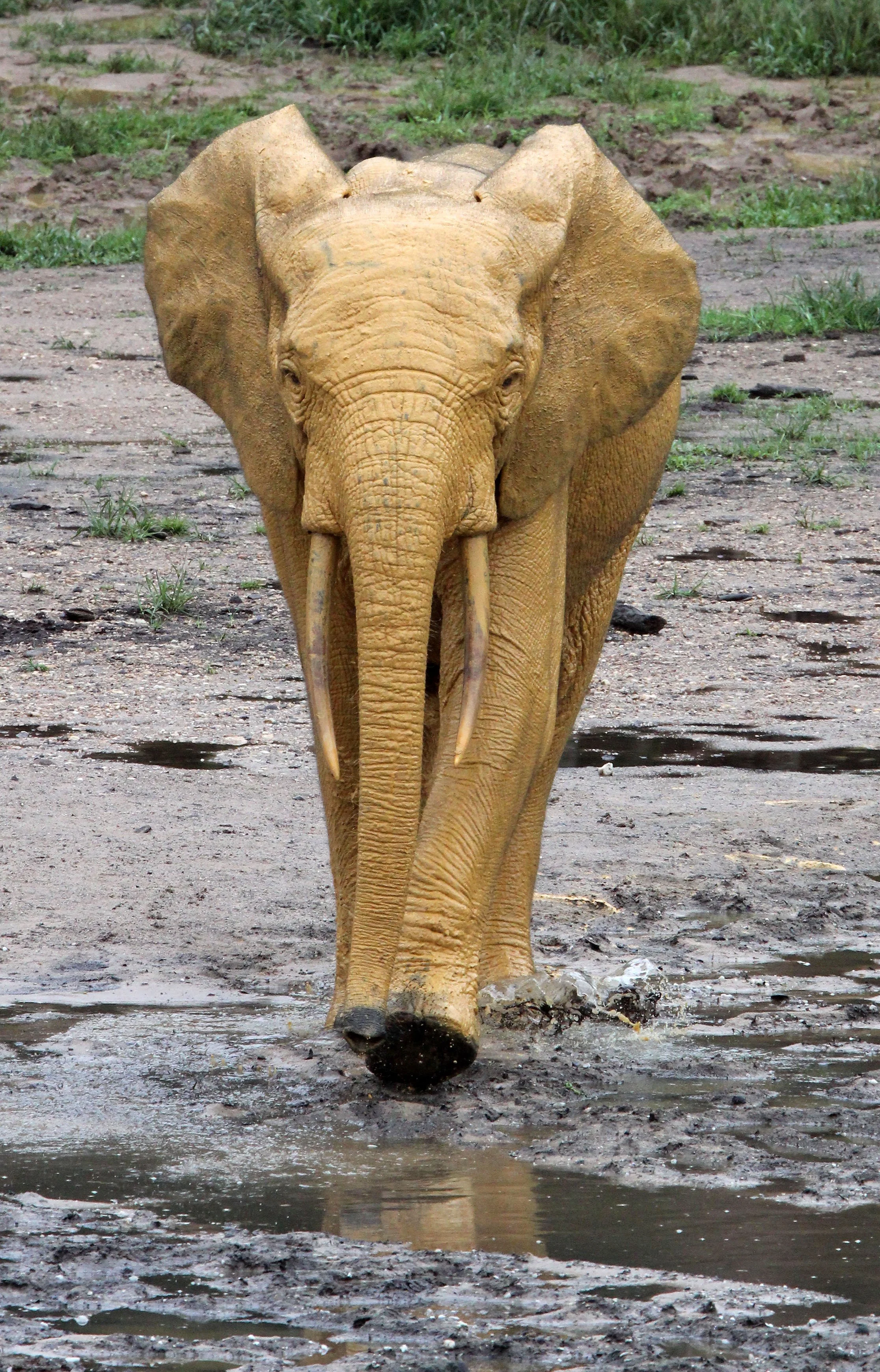 ELEPHANT - FOREST ELEPHANT - DZANGA BAI - DZANGA NDOKI NP CENTRAL AFRICAN REPUBLIC (134).JPG