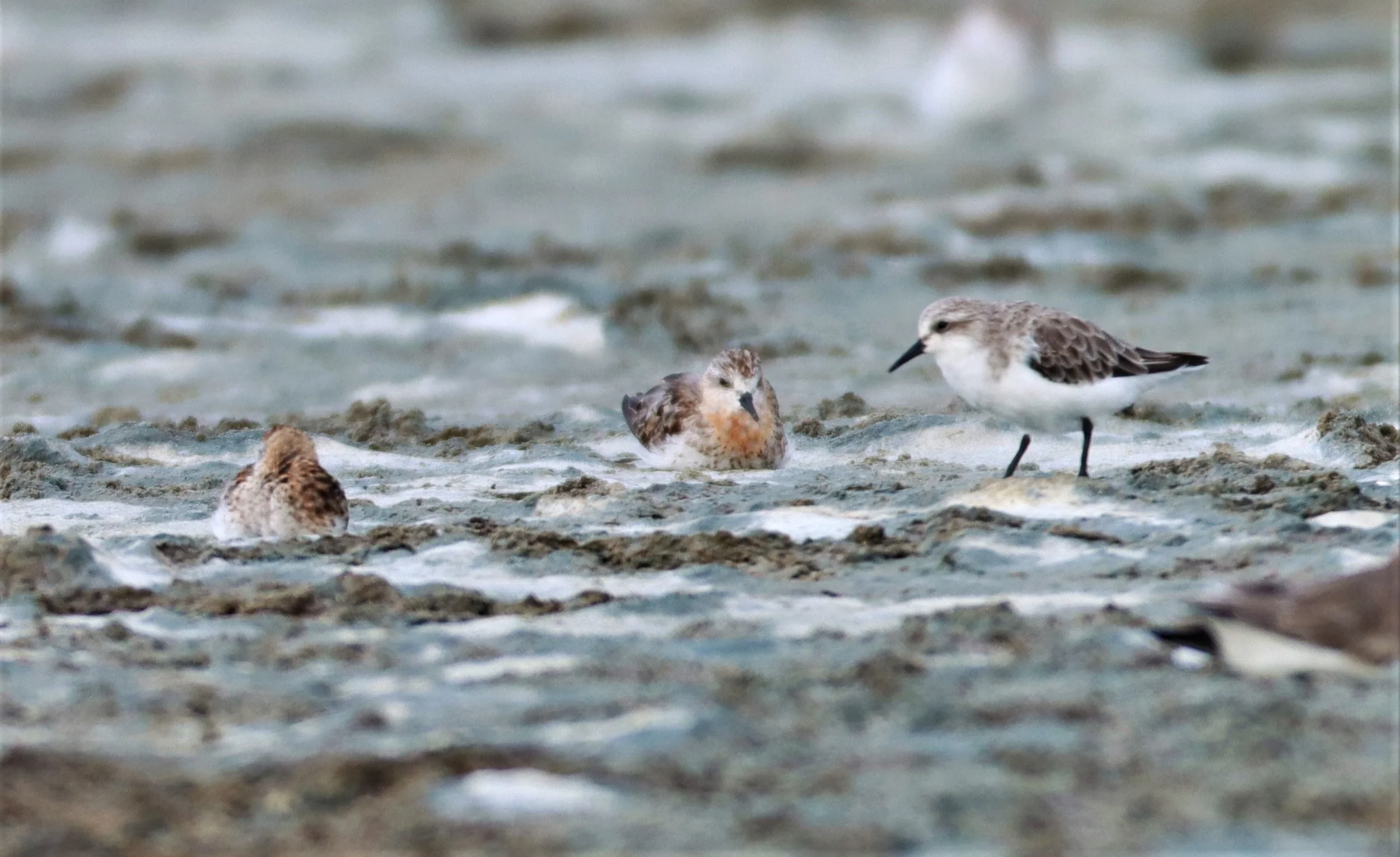 STINT - RED-NECKED STINT - KHLONG TAMRU CHONBURI (11).jpg