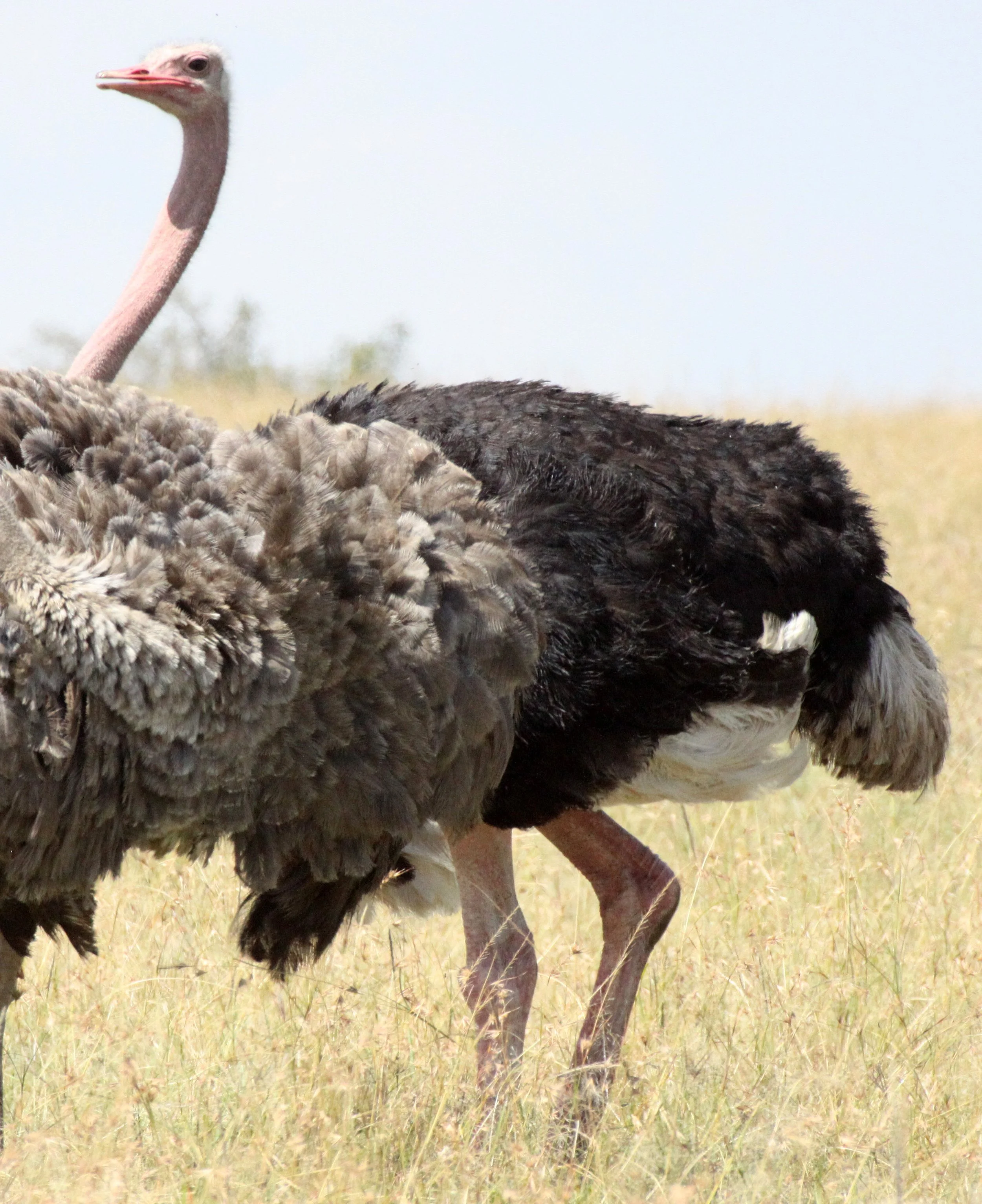 Struthio camelus masaicus - MASAI OSTRICH - MASAI MARA NATIONAL PARK KENYA (21).JPG