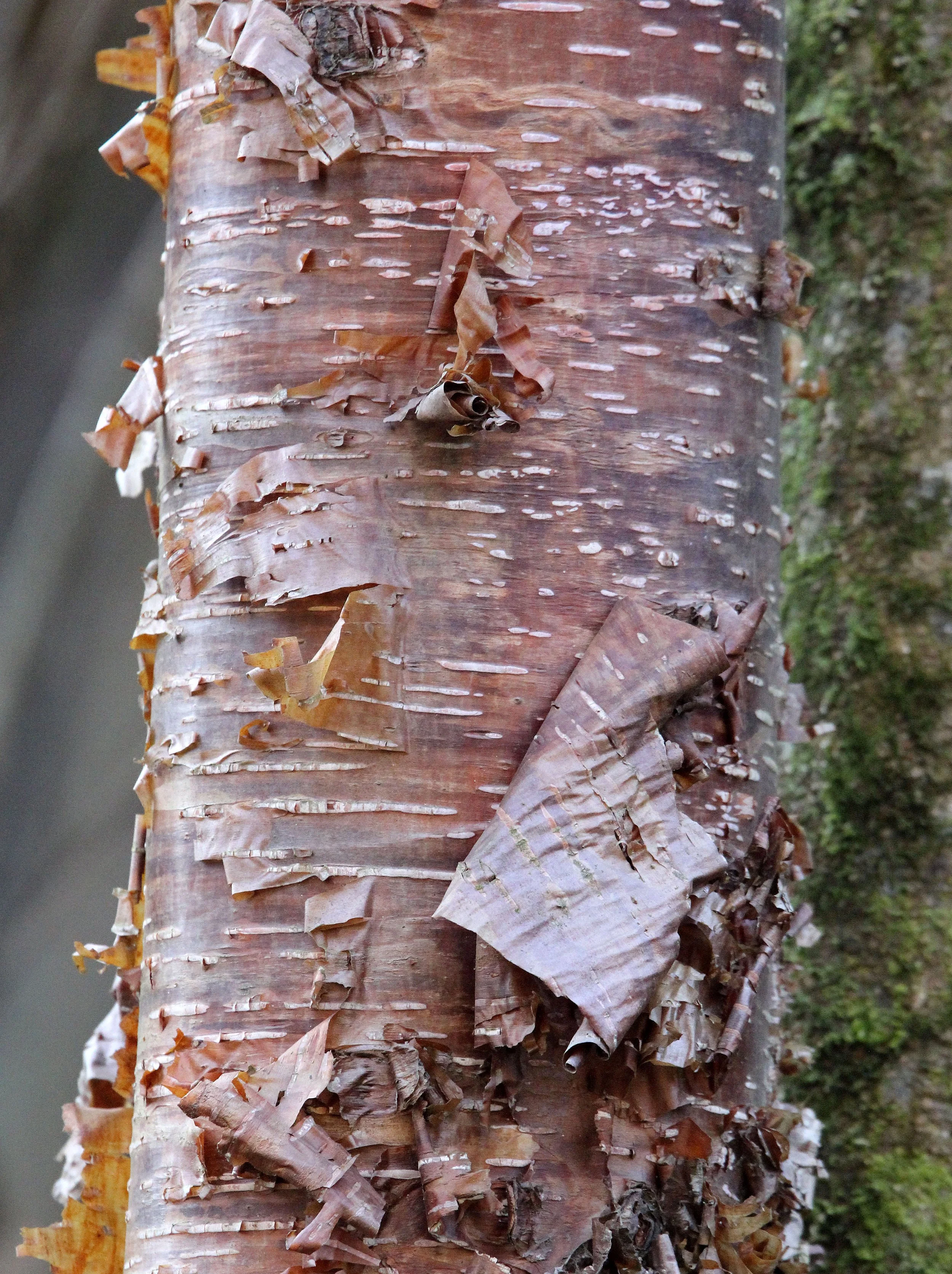 TANGJIAHE NATURE RESERVE, SICHUAN CHINA (10).JPG