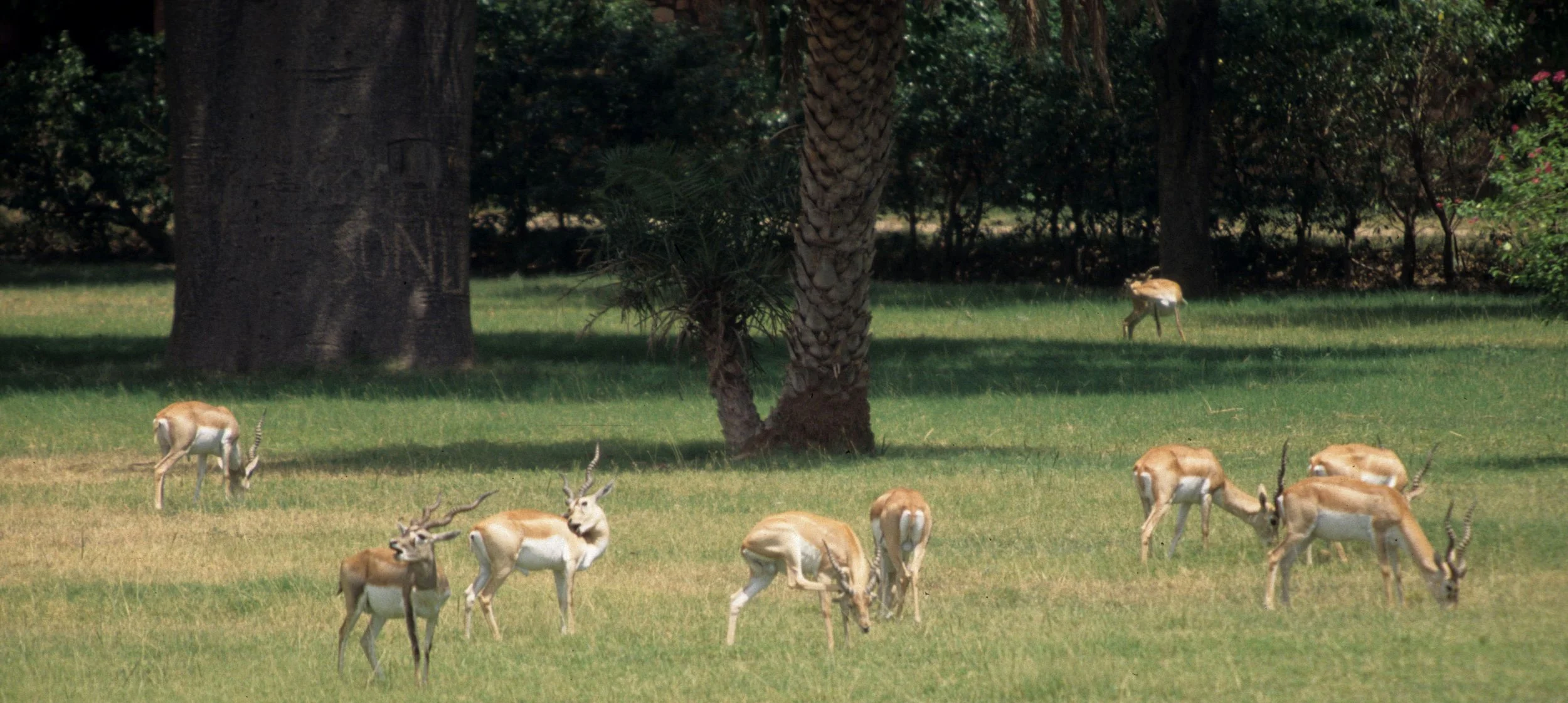 BOVID - SPECIES A  - KALEODEO INDIA B.jpg