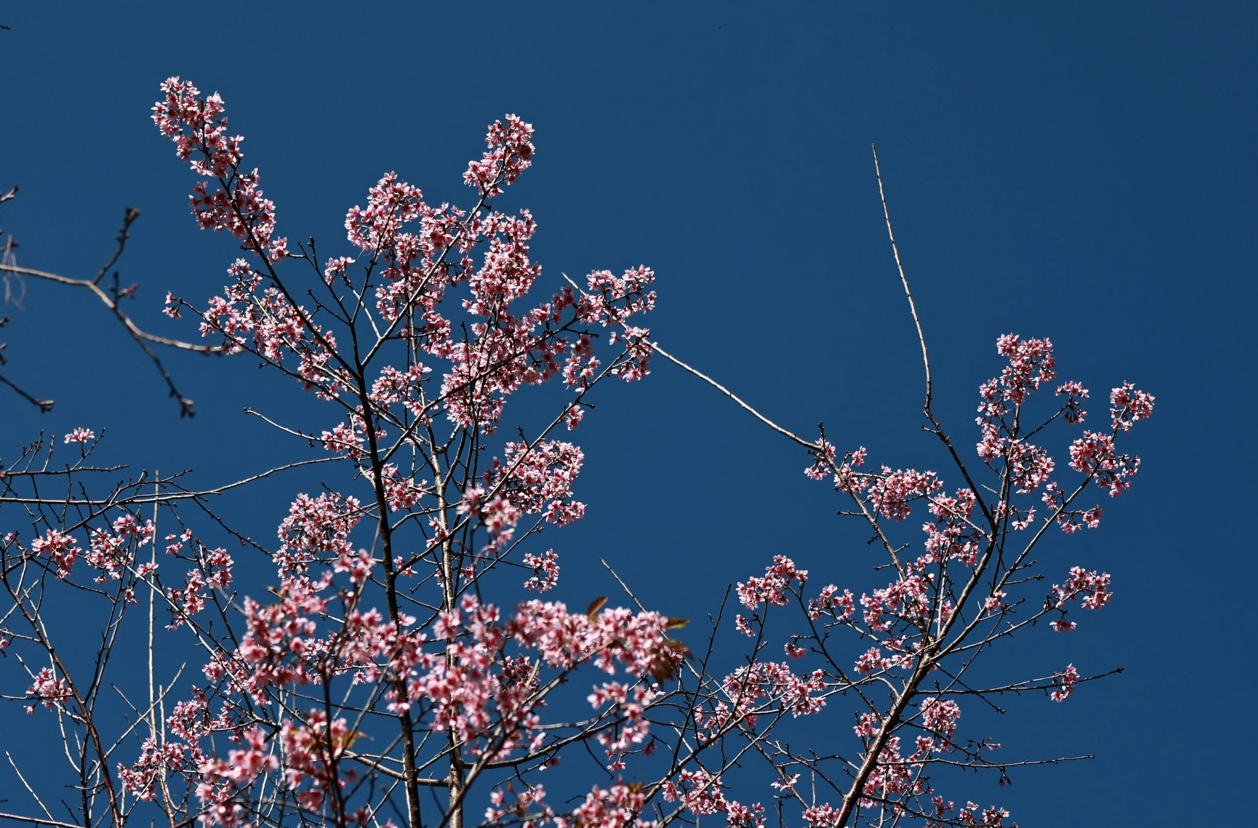Phu Hin Rong Kla National Park Loei Province (16).jpg