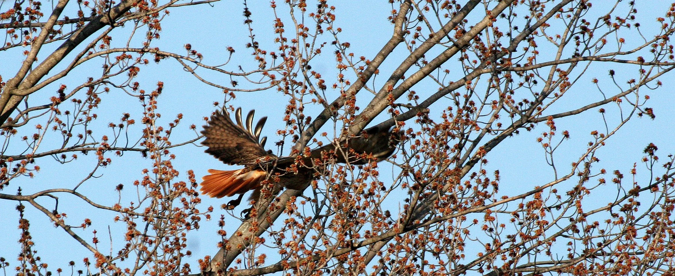 Buteo jamaicensis - RED-TAILED HAWK - DANADA FOREST PRESERVE ILLINOIS (2).JPG