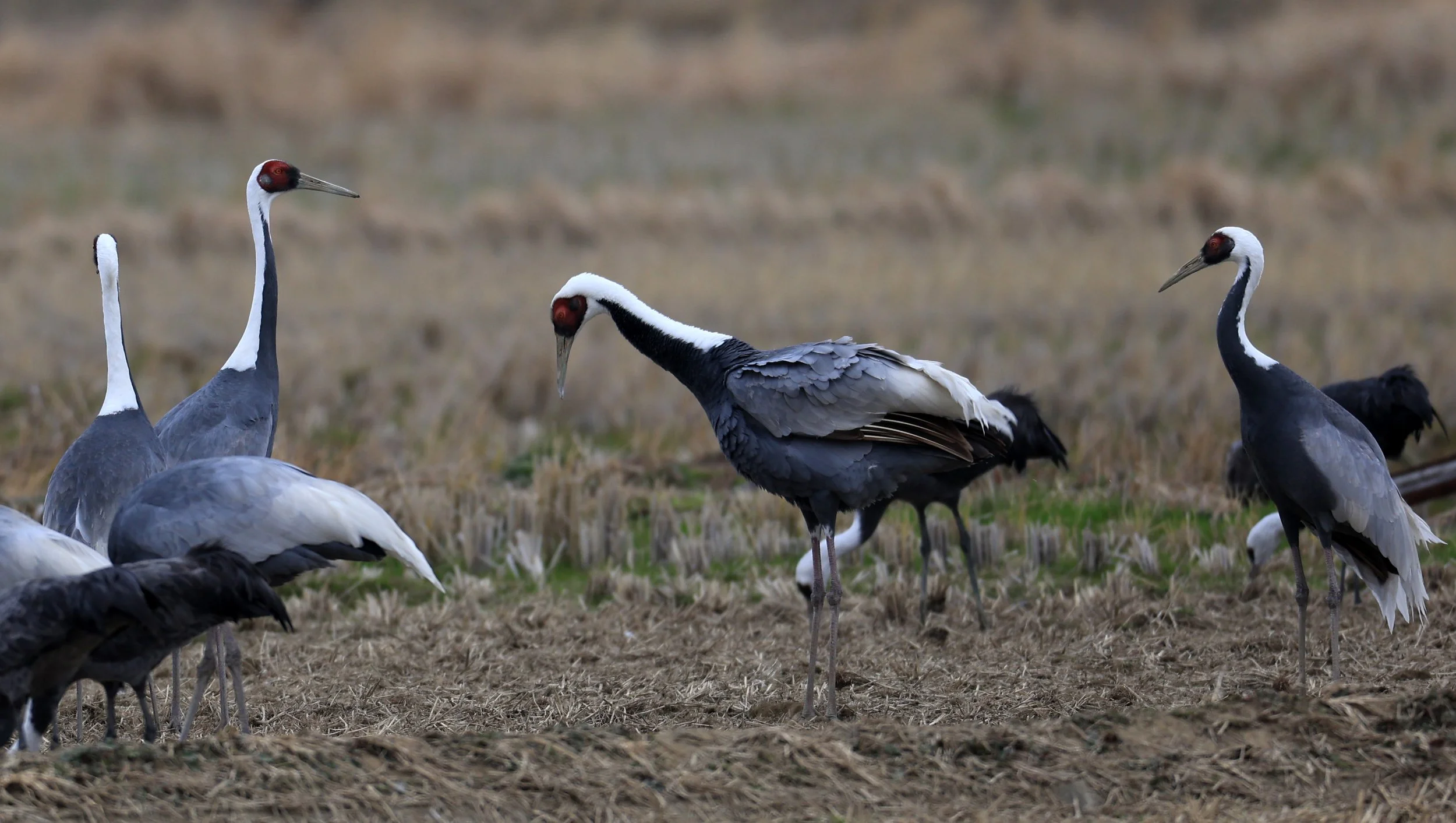 White-naped Crane (Antigone vipio) Izumi Crane Park & Center, Izumi Kagoshima Kyushu Japan (448).jpg