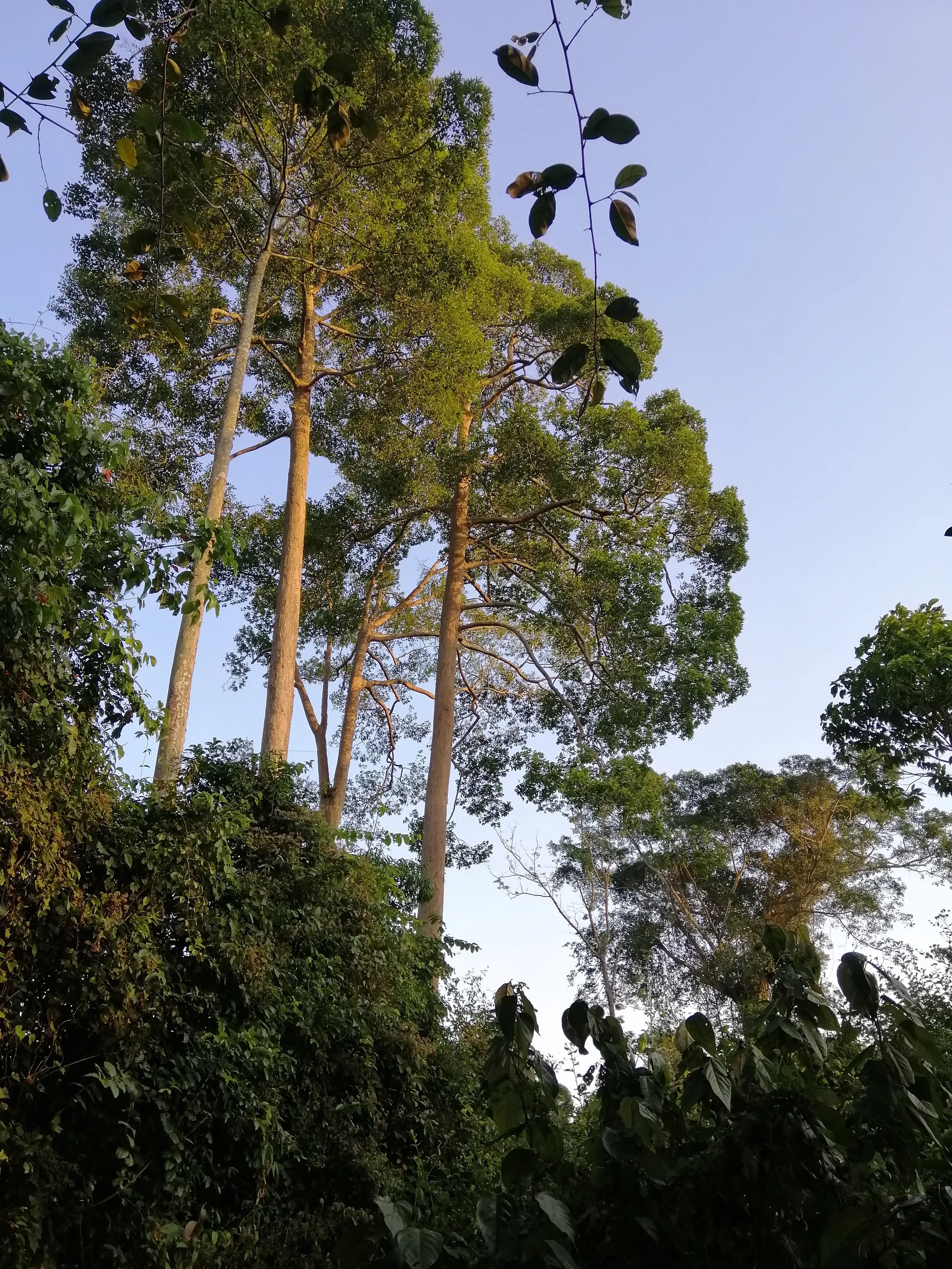 KHAO YAI NATIONAL PARK DEC 2019 (48).jpg