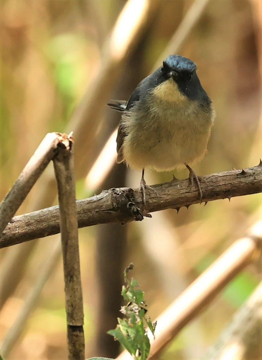 FLYCATCHER - SLATY-BLUE FLYCATCHER - Ficedula tricolor - DOI SAN JU (DOI LANG WEST) FEB 2022 (20).jpg