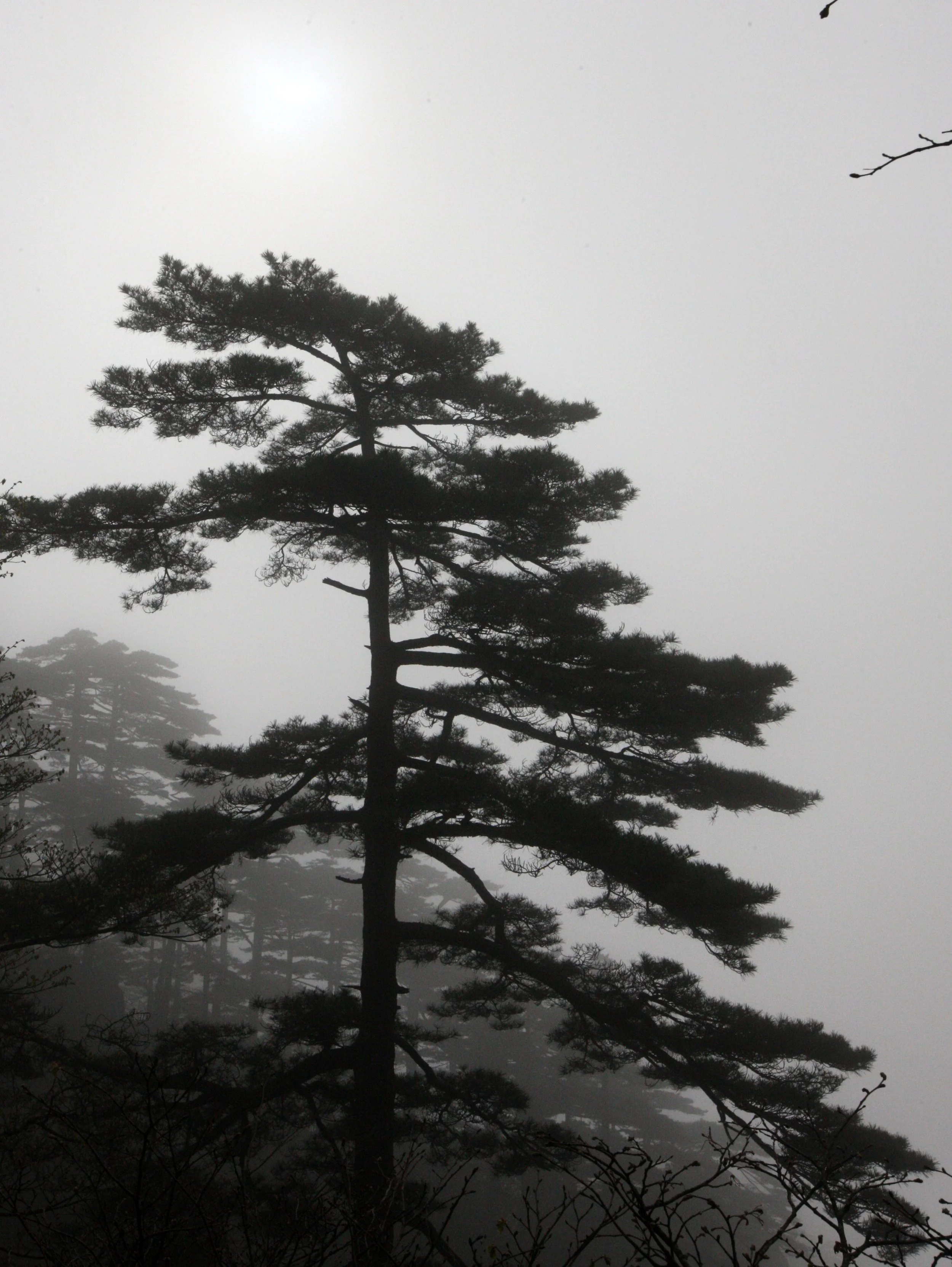HUANGSHAN NATIONAL PARK ANHUI PROVINCE CHINA (217).JPG
