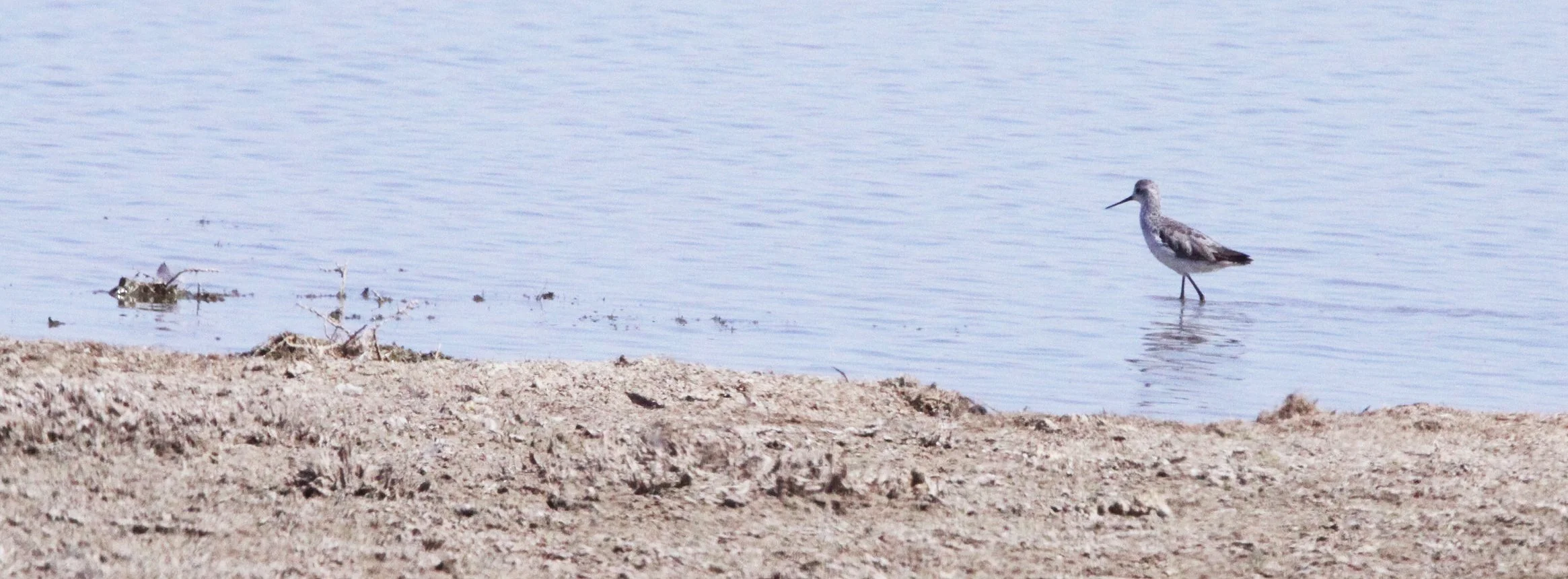 BIRD - SANDPIPER - MARSH SANDPIPER - TRINGA STAGNATILIS - MARRICK CAMP KIMBERLY SOUTH AFRICA (10).JPG