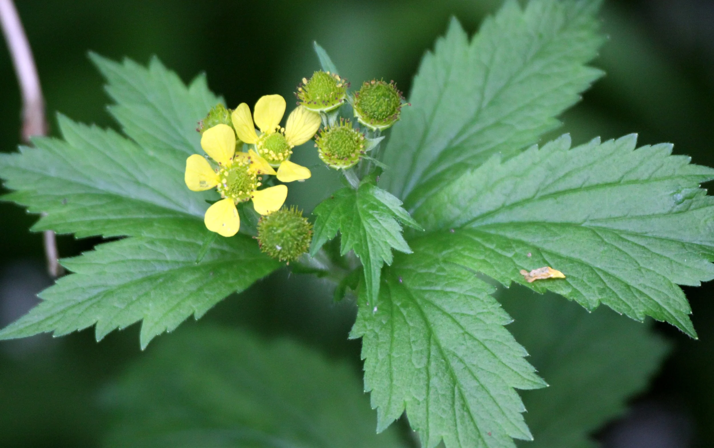 LARGE-LEAF AVENS - THOMPSON SOUND BC.JPG