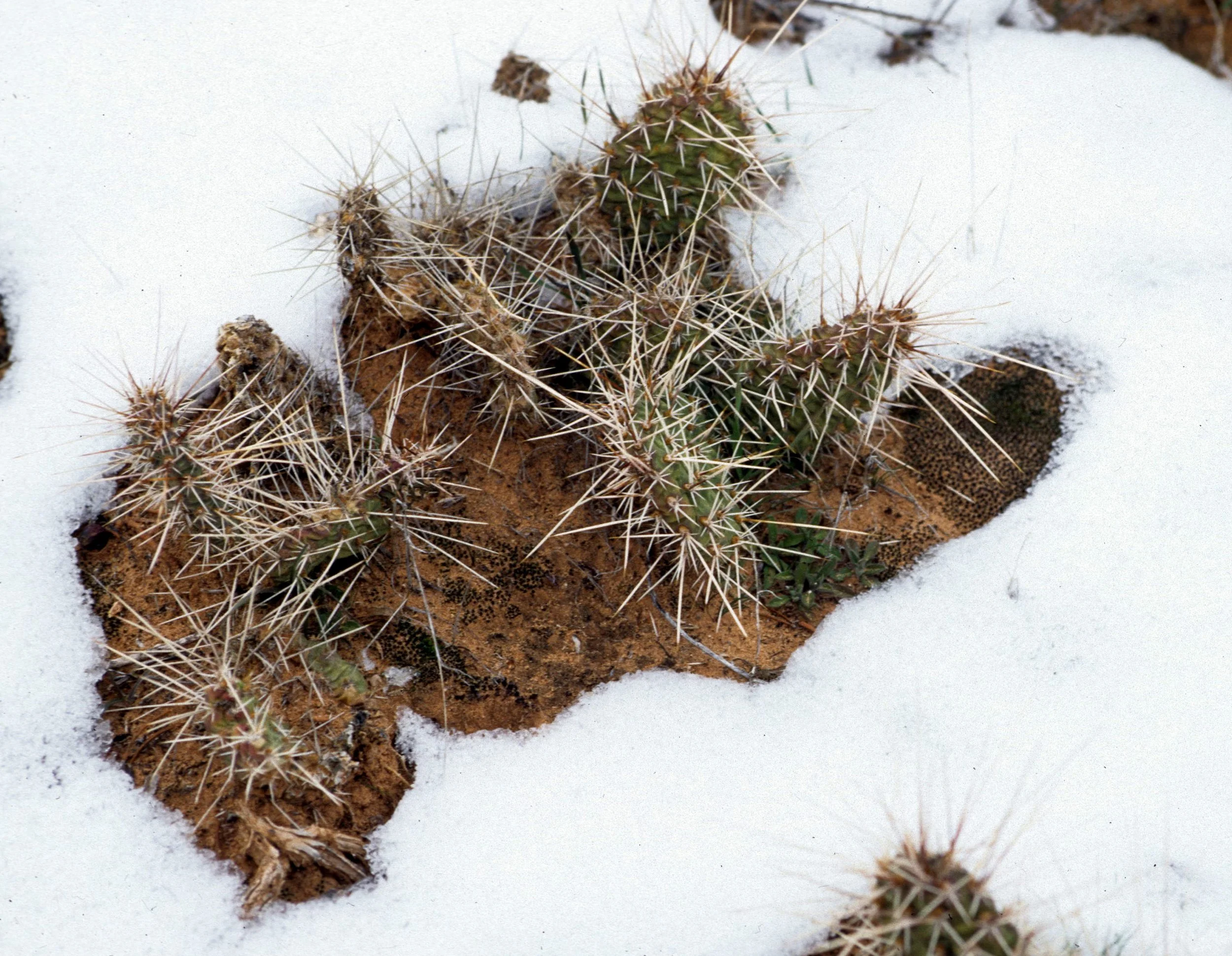UTAH - CANYONLANDS NP - OPUNTIA SPECIES A.jpg