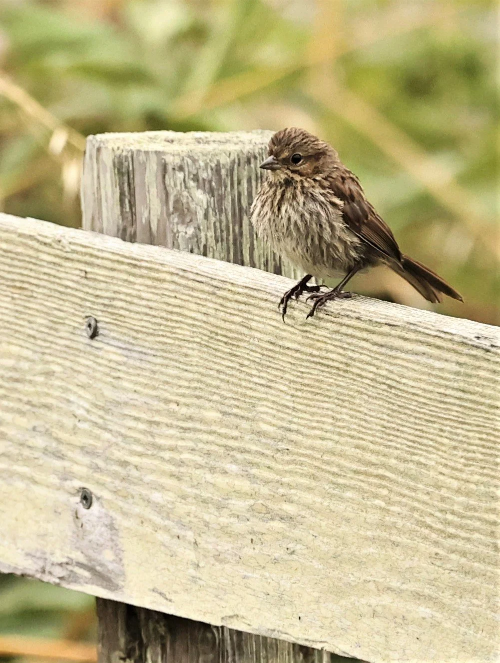 Lincoln's Sparrow (Melospiza lincolnii) Humboldt Bay NWR California (5).jpg