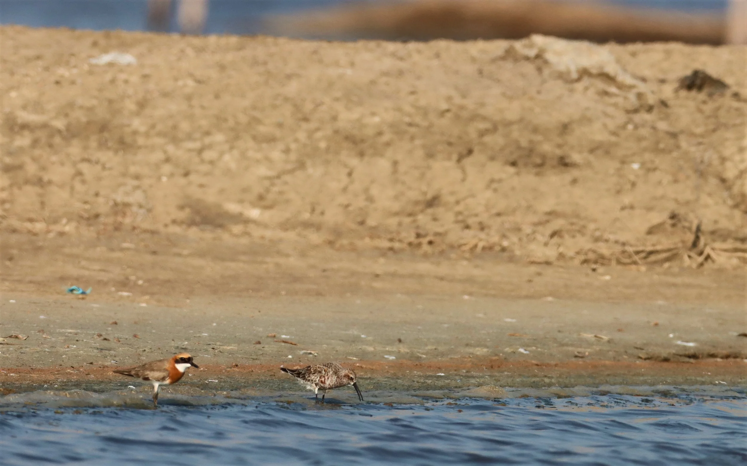 SANDPIPER - CURLEW SANDPIPER - Calidris ferruginea - WITH LESSER SAND PLOER - BANG PAKONG SALT PANS CHACHOENGSAO WEST OF RIVER (19).jpg