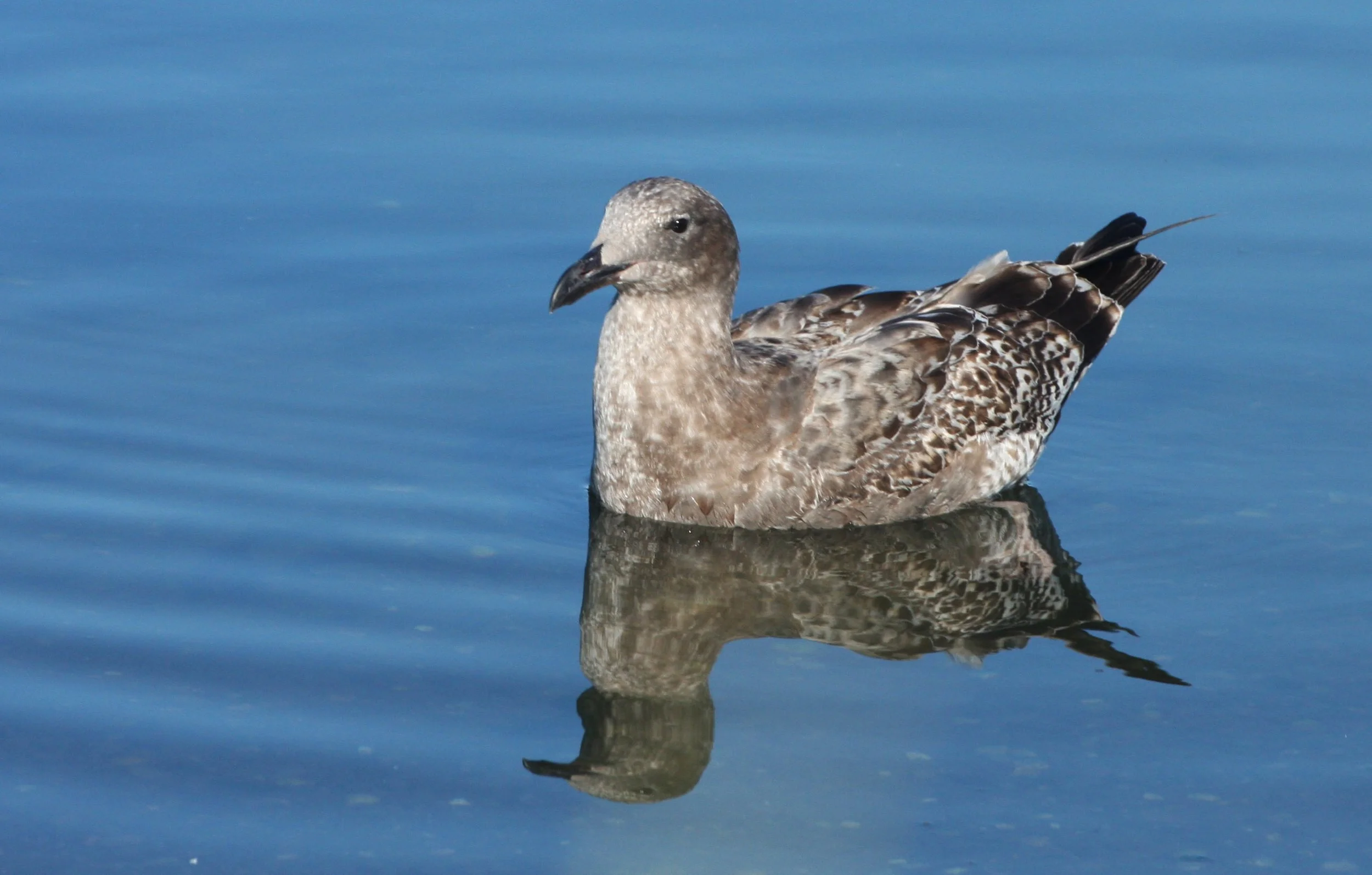BIRD - GULL - WESTERN GULL - FIRST WINTER FORM - SEQUIM BAY WA (2).JPG