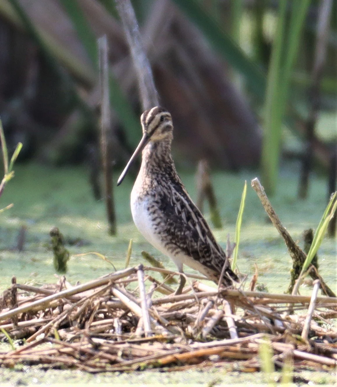 SNIPE - COMMON SNIPE - Gallinago gallinago - LAT KRABANG WETLANDS NEAR BKK (121).jpg