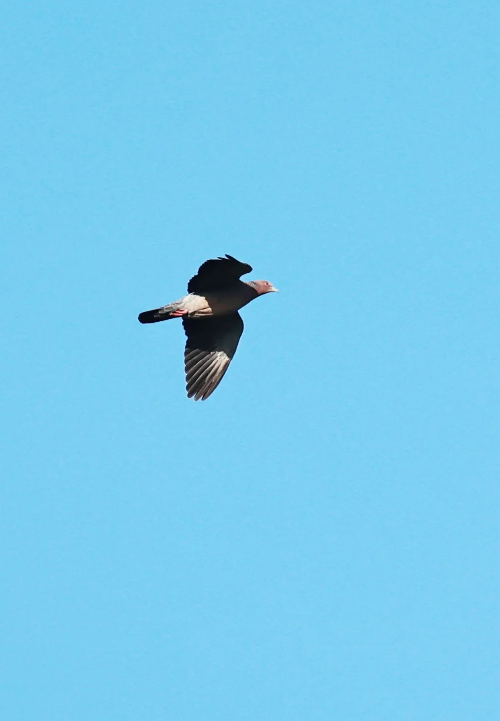 Pigeon - Picazuro Pigeon - Patagioenas picazuro - Estancia, Sergipe & Northern Bahia State, Brazil (1).jpg