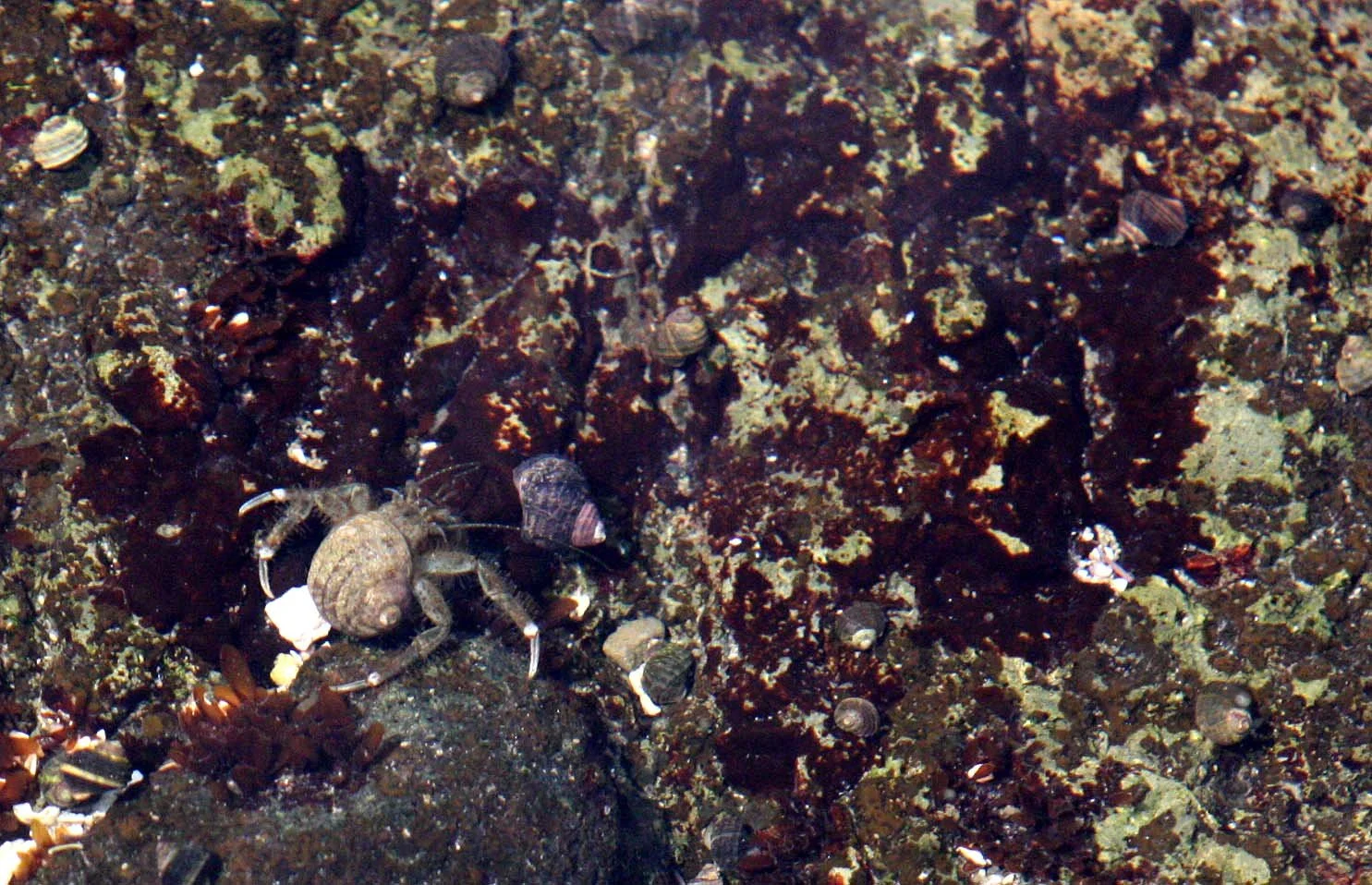 INVERTS - MARINE INTERTIDAL - ARTHROPODA -  (2).JPG