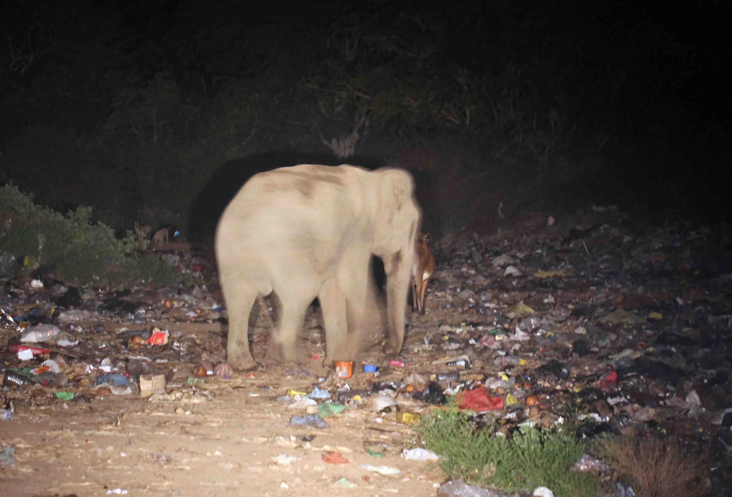 ELEPHANT - SRI LANKA ASIAN ELEPHANT - YALA NATIONAL PARK SRI LANKA - PHOTO BY SOM SMITH - KIRINDA DUMP (2).JPG