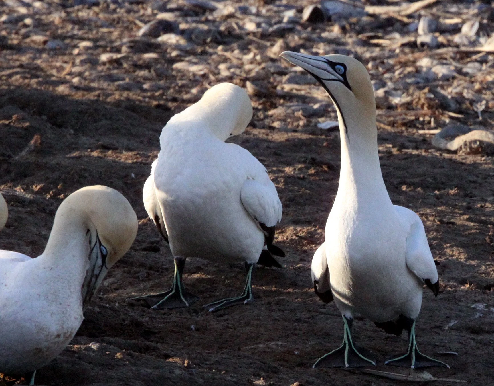 Cape gannet (Morus capensis) Lambert's Bay South Africa (44).JPG