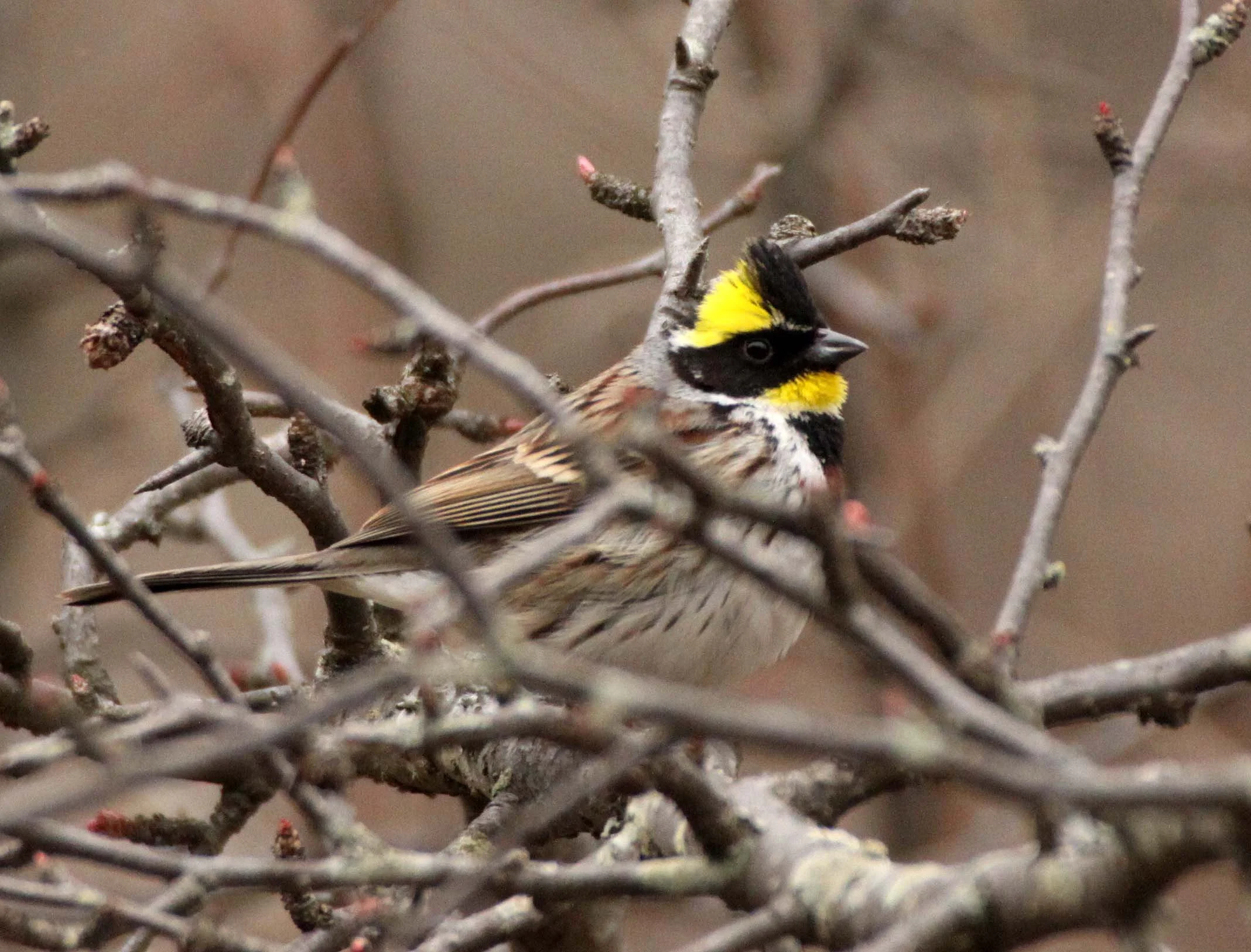 Yellow-throated Bunting (Emberiza elegans) Foping Nature Reserve Shanxi China (8).JPG