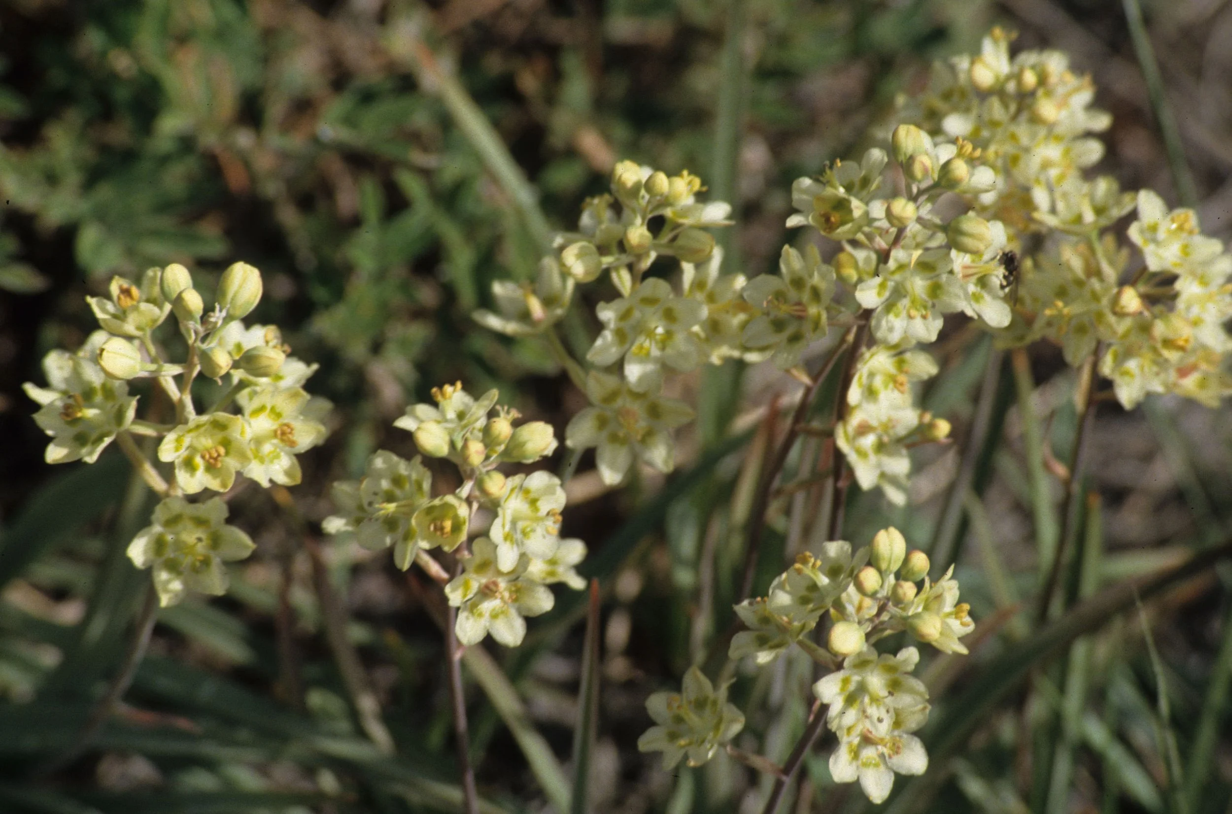 ALASKA - ZYGADENUS ELEGANS - CAMAS WAND LILY A.jpg