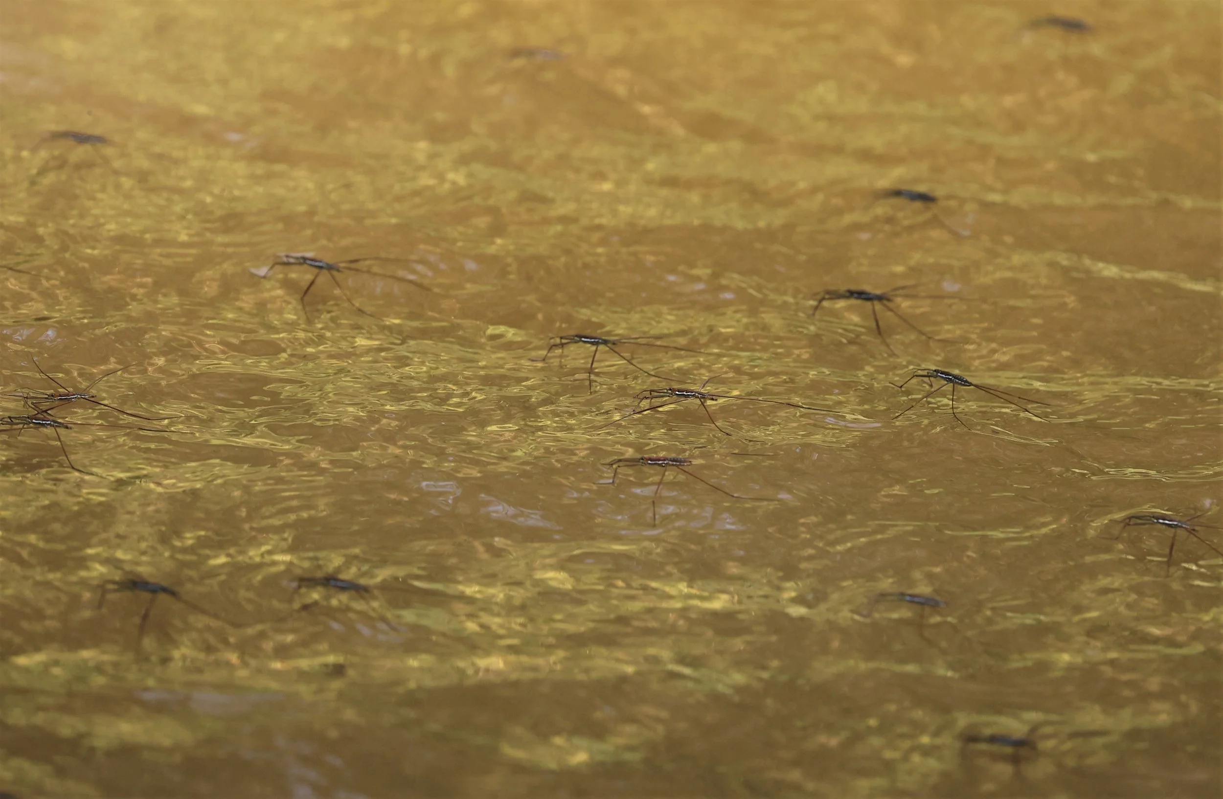 Hemiptera - Water Strider - Doi Inthanon Thailand