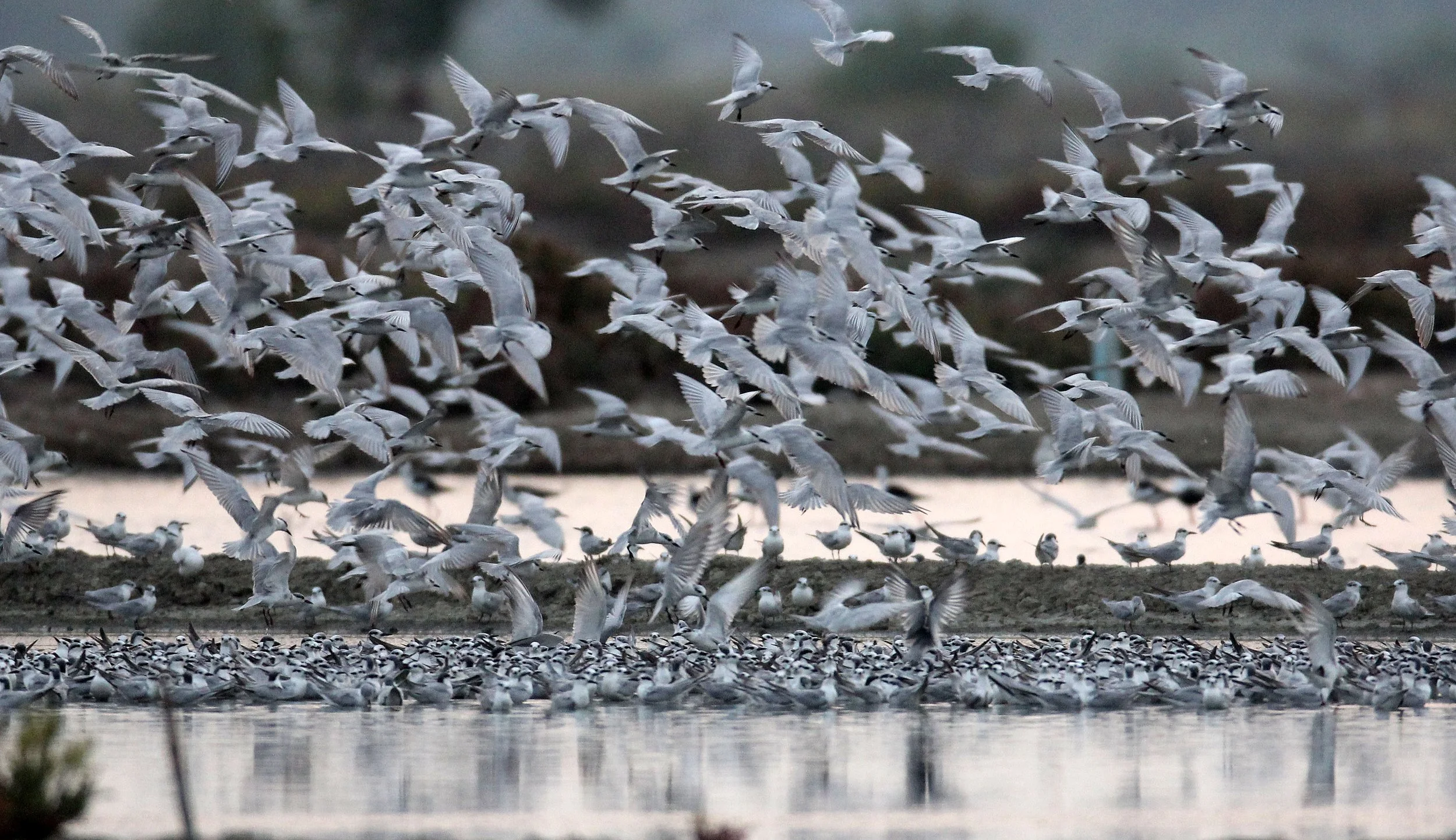 BIRD - TERN SPECIES MIXED FLOCK - WHISKERED AND LITTLE - KOK KHAM MAJACHAI  SALT PONDS - THAILAND (40).JPG