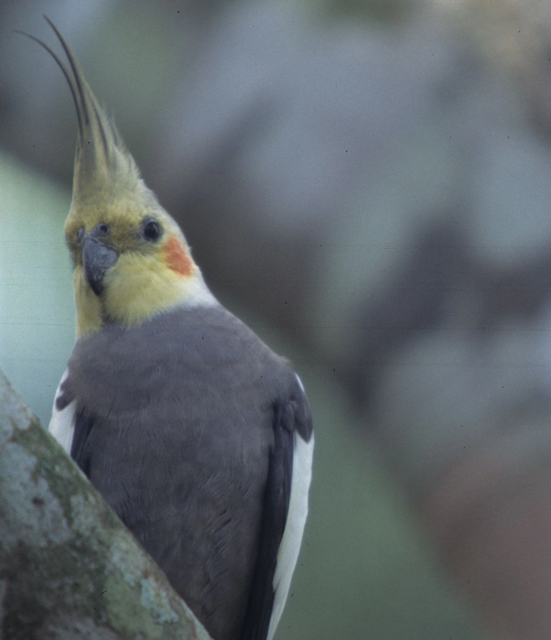 BIRD - COCKATIEL - DAINTREE AREA.jpg