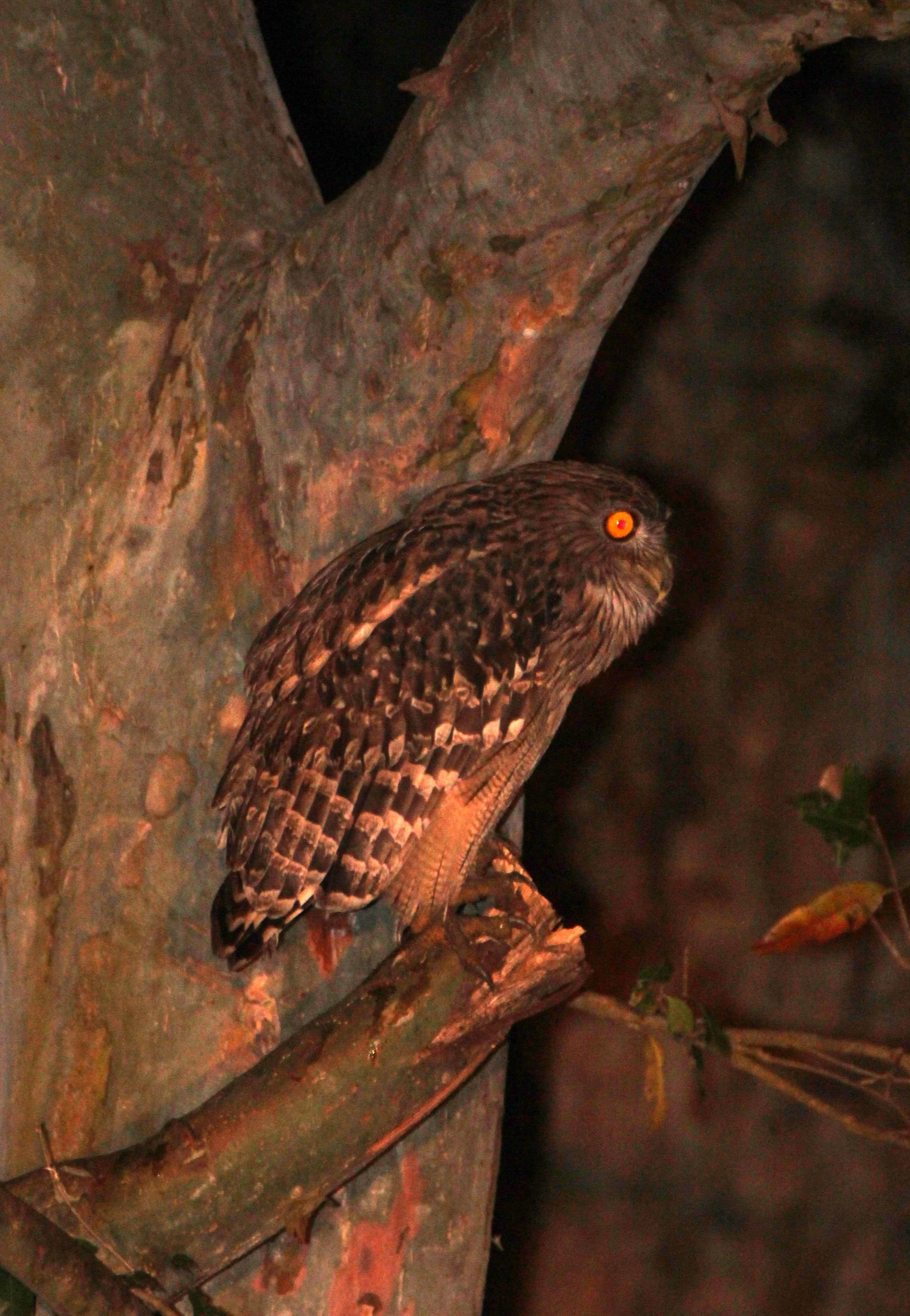 Ketupa zeylonensis - BROWN FISH OWL - SIGIRIYA FOREST AREA SRI LANKA (12).JPG