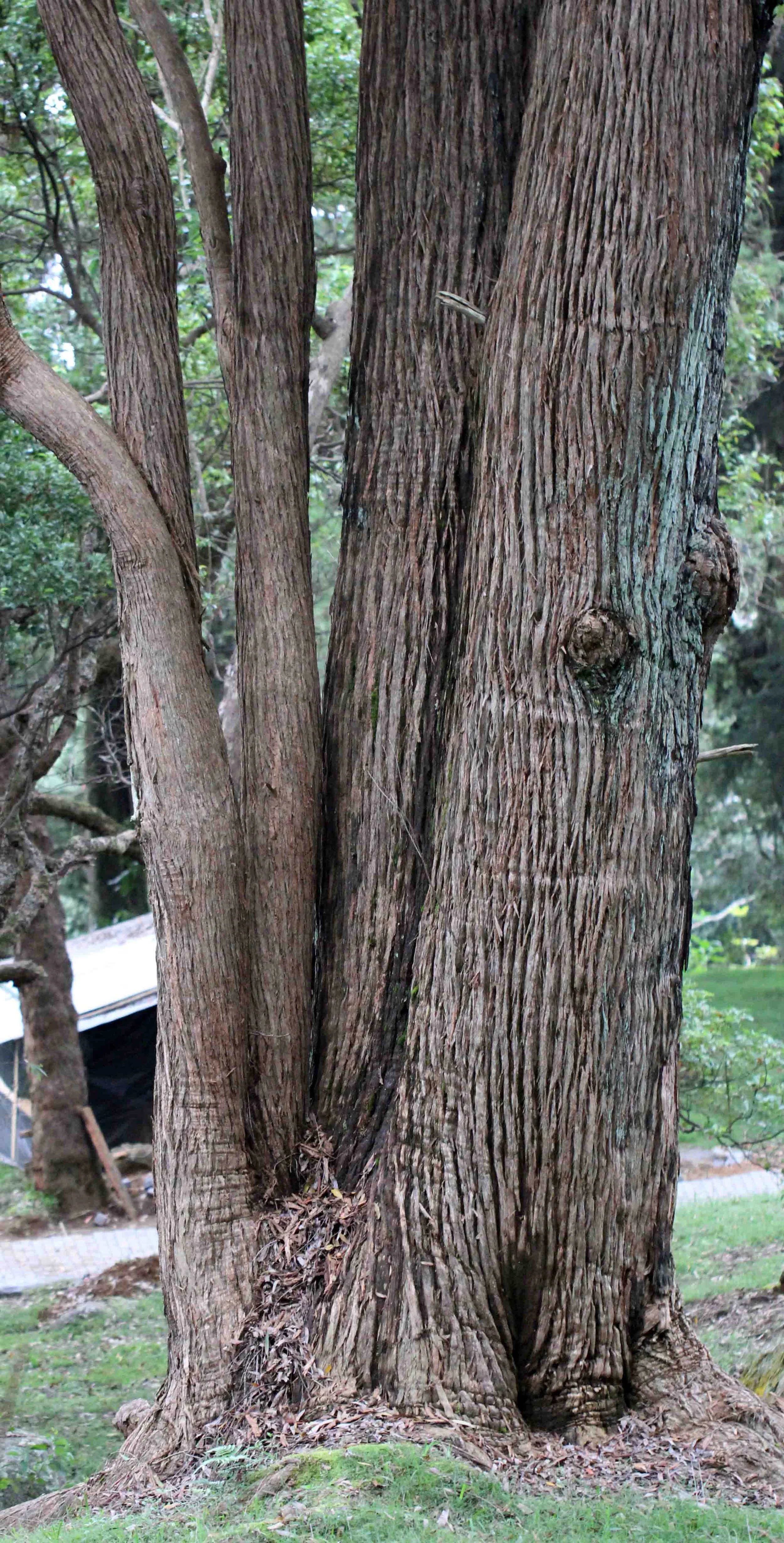 NUWARA ELIYA SRI LANKA (31).JPG