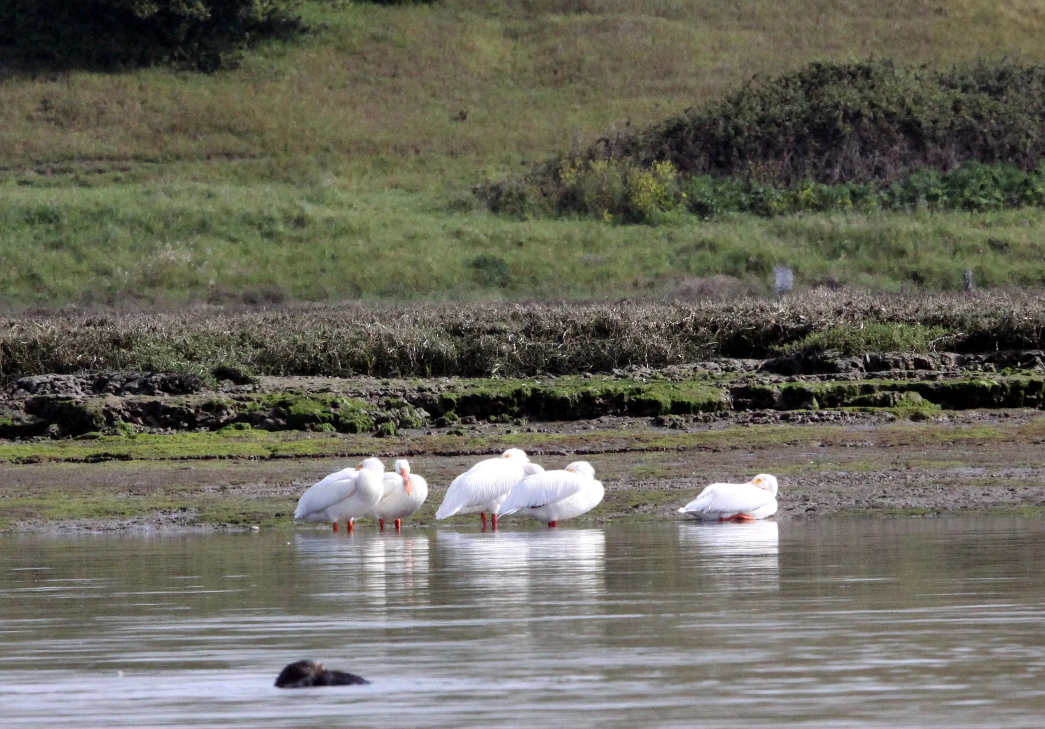 Pelecanus erythrorhynchos - AMERICAN WHITE PELICAN - ELK HORN SLOUGH RESERVE CALIFORNIA (3).JPG