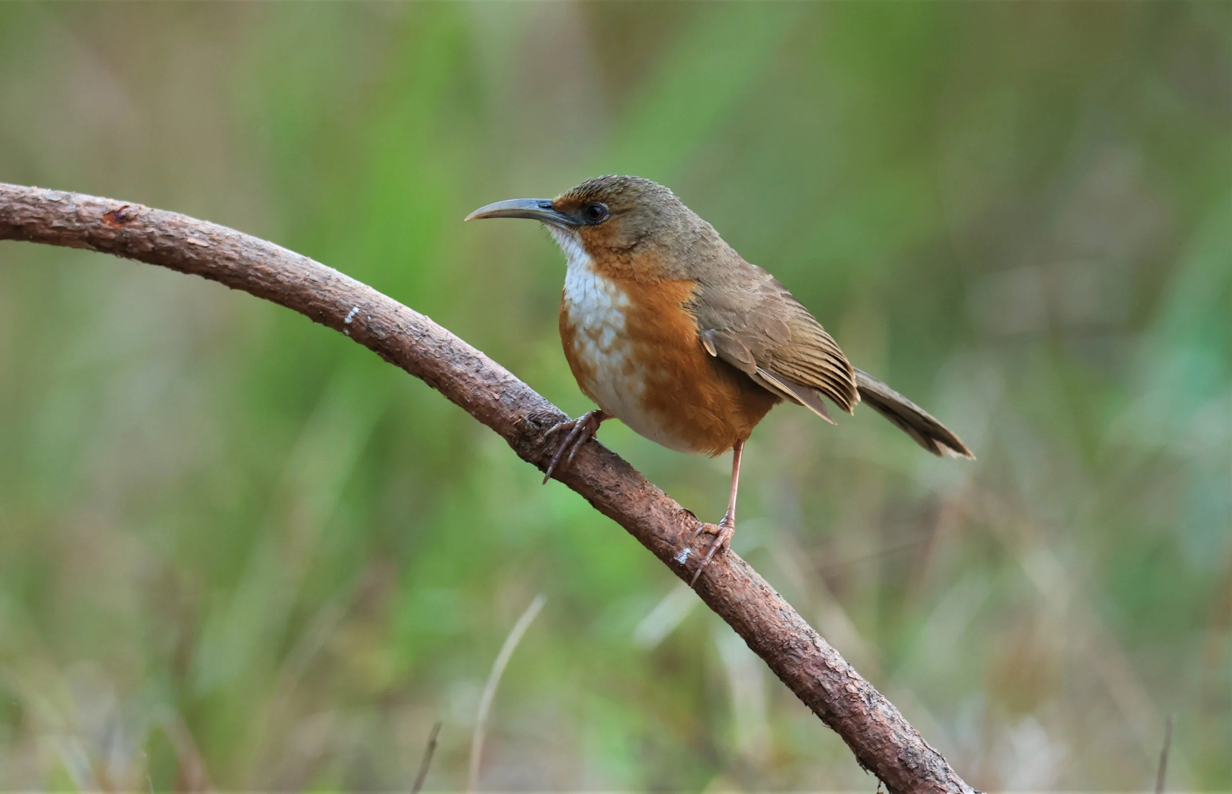 SCIMITAR BABBLER - RUSTY-CHEEKED SCIMITAR BABBLER - Erythrogenys erythrogenys - DOI SAN JU (DOI LANG WEST) FEB 2022 (2).jpg