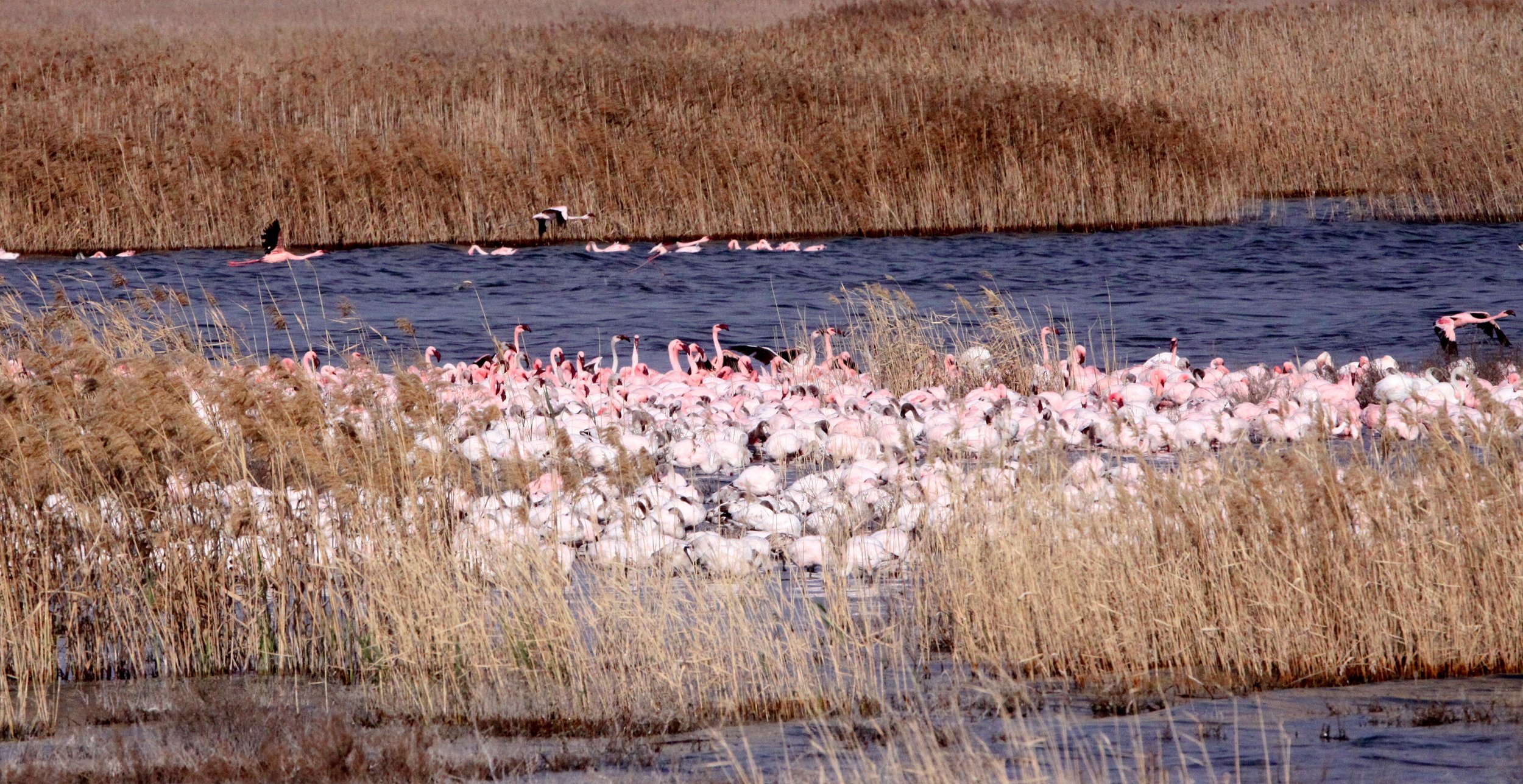 Lesser Flamingo (Phoeniconaias minor) Eastern and Southern Africa