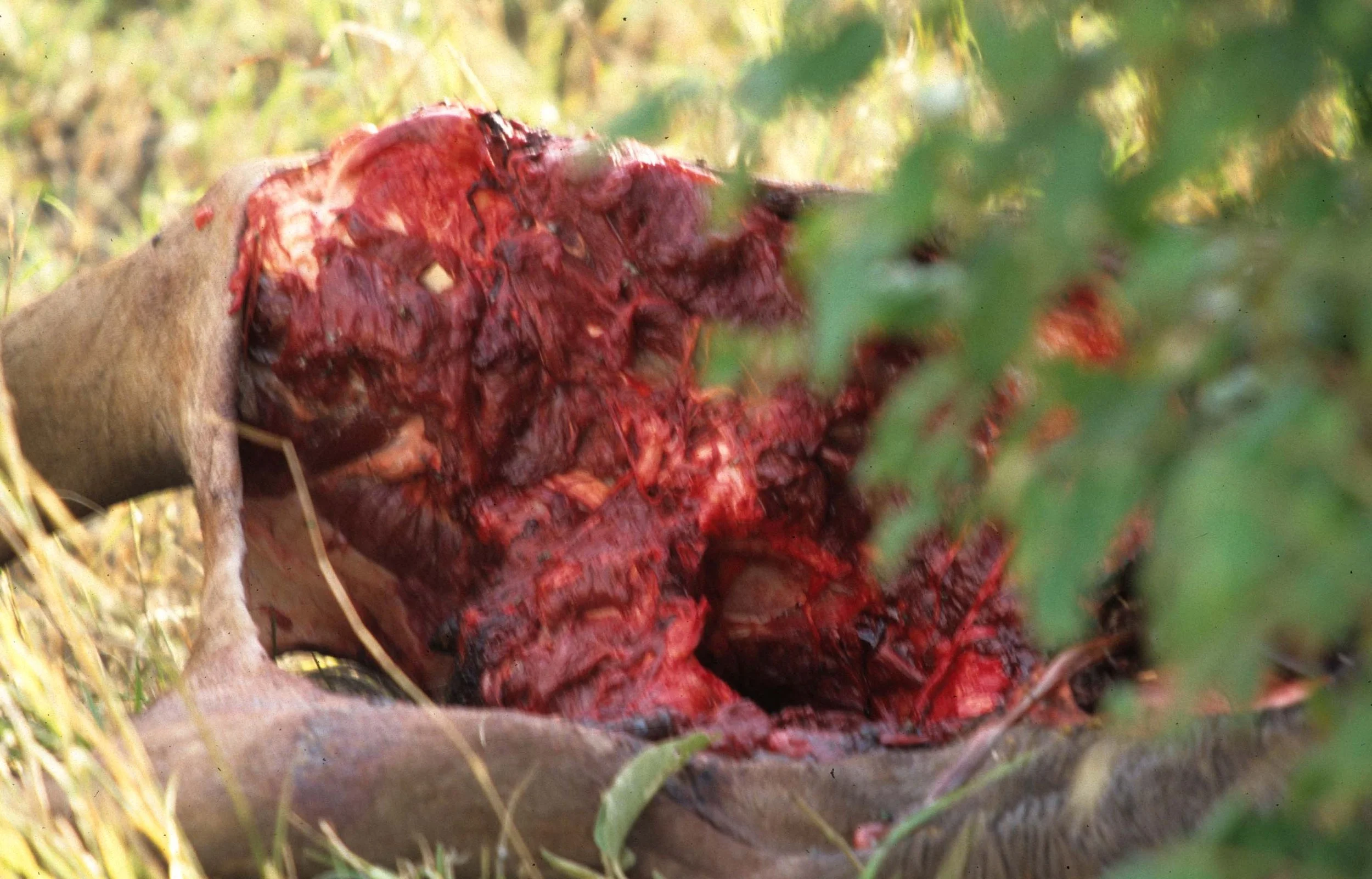 FELID - LION - KILL - SERENGETI (4).jpg