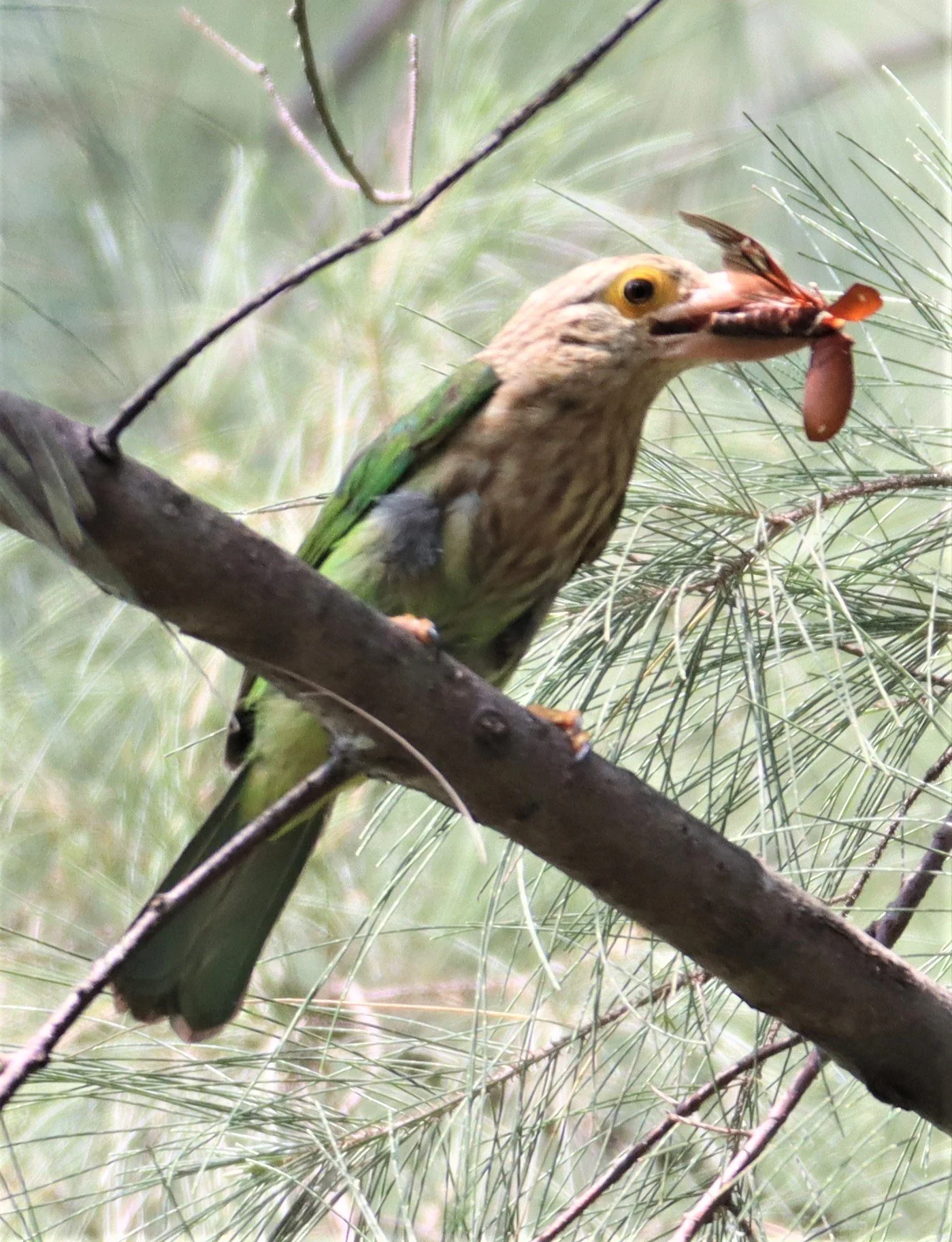 BARBET - LINEATED BARBET - Megalaima lineata - LAEM PAKARAM PHANG NGA (9).jpg